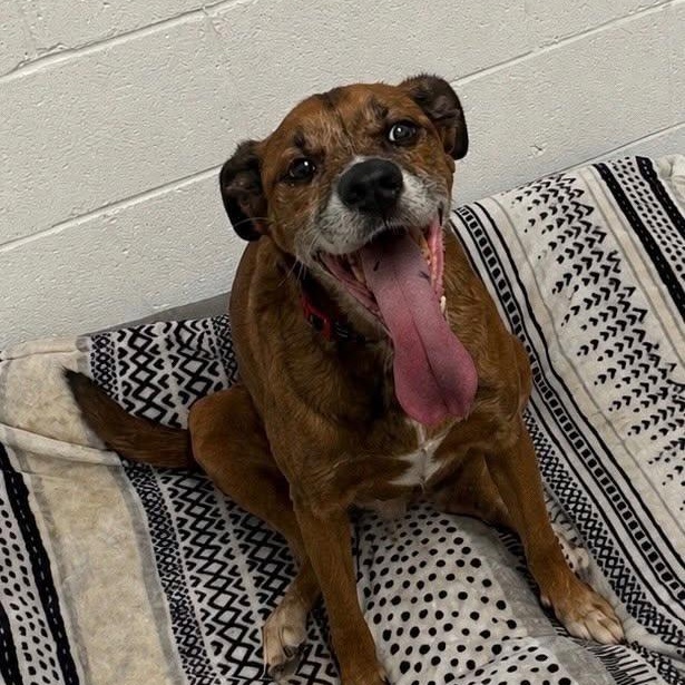 Joey, ADOPTABLE, Senior Male Boxer.