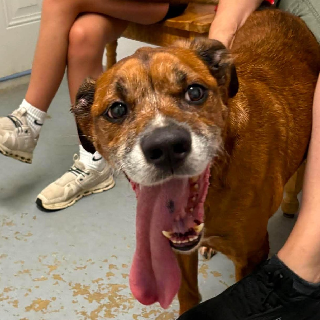 Joey, a ADOPTABLE mixed breed in Harrodsburg, KY image 5/5