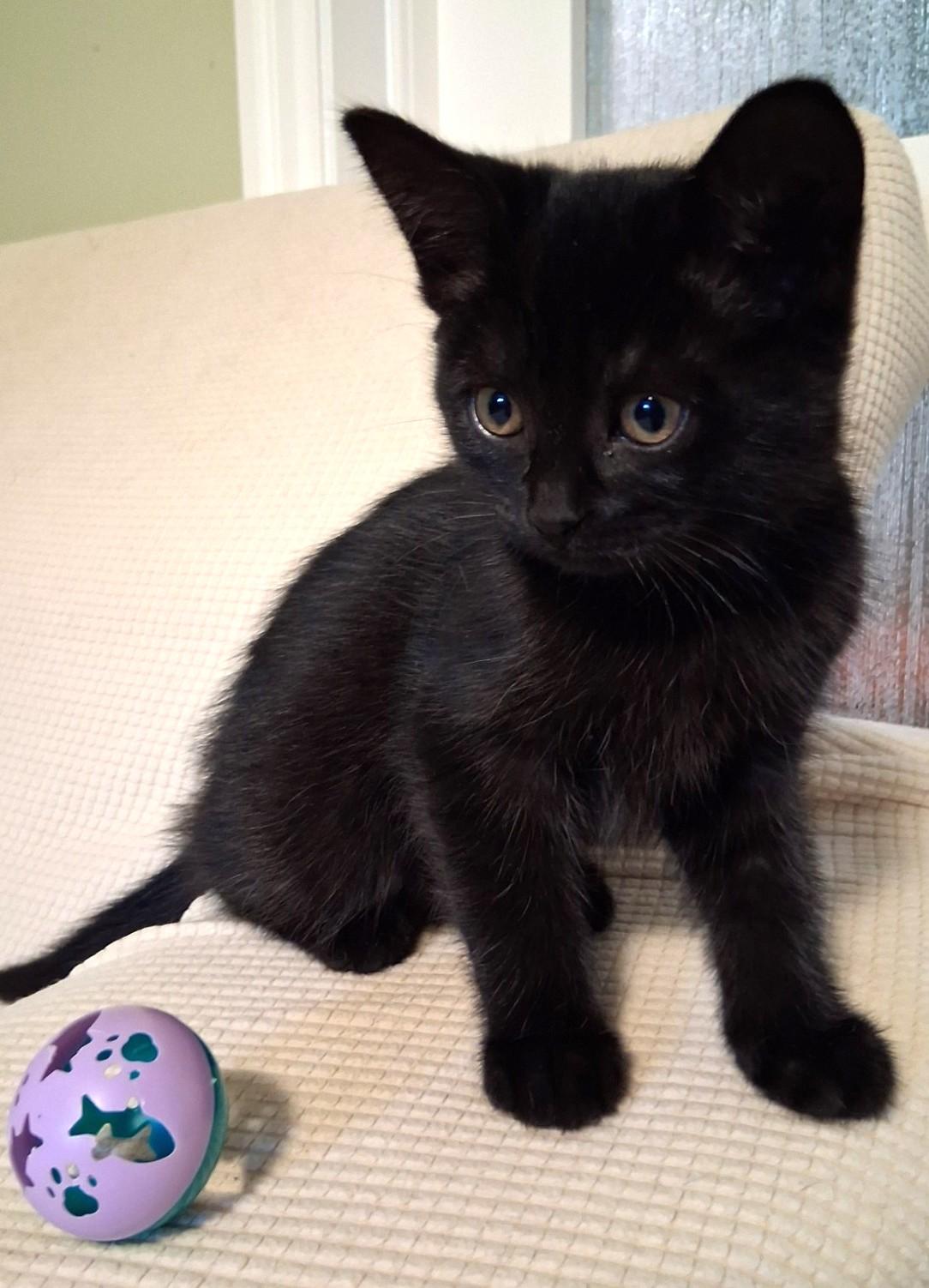 Pandora, Adoptable, Kitten Female Domestic Short Hair.