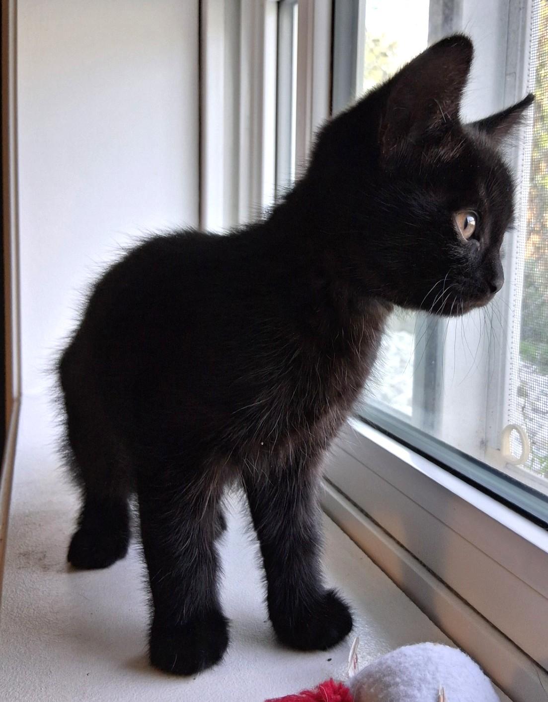 Enlarge Pandora, a Adoptable Domestic Short Hair in Stoney Creek, ON image 2/2