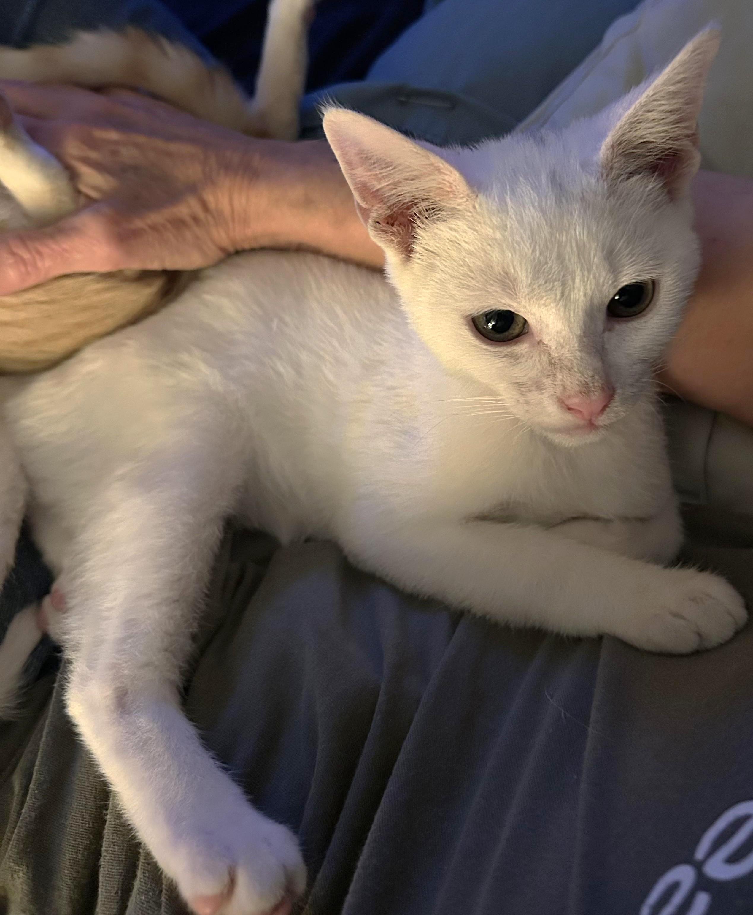 Mikey, ADOPTABLE, Kitten Male Domestic Short Hair.