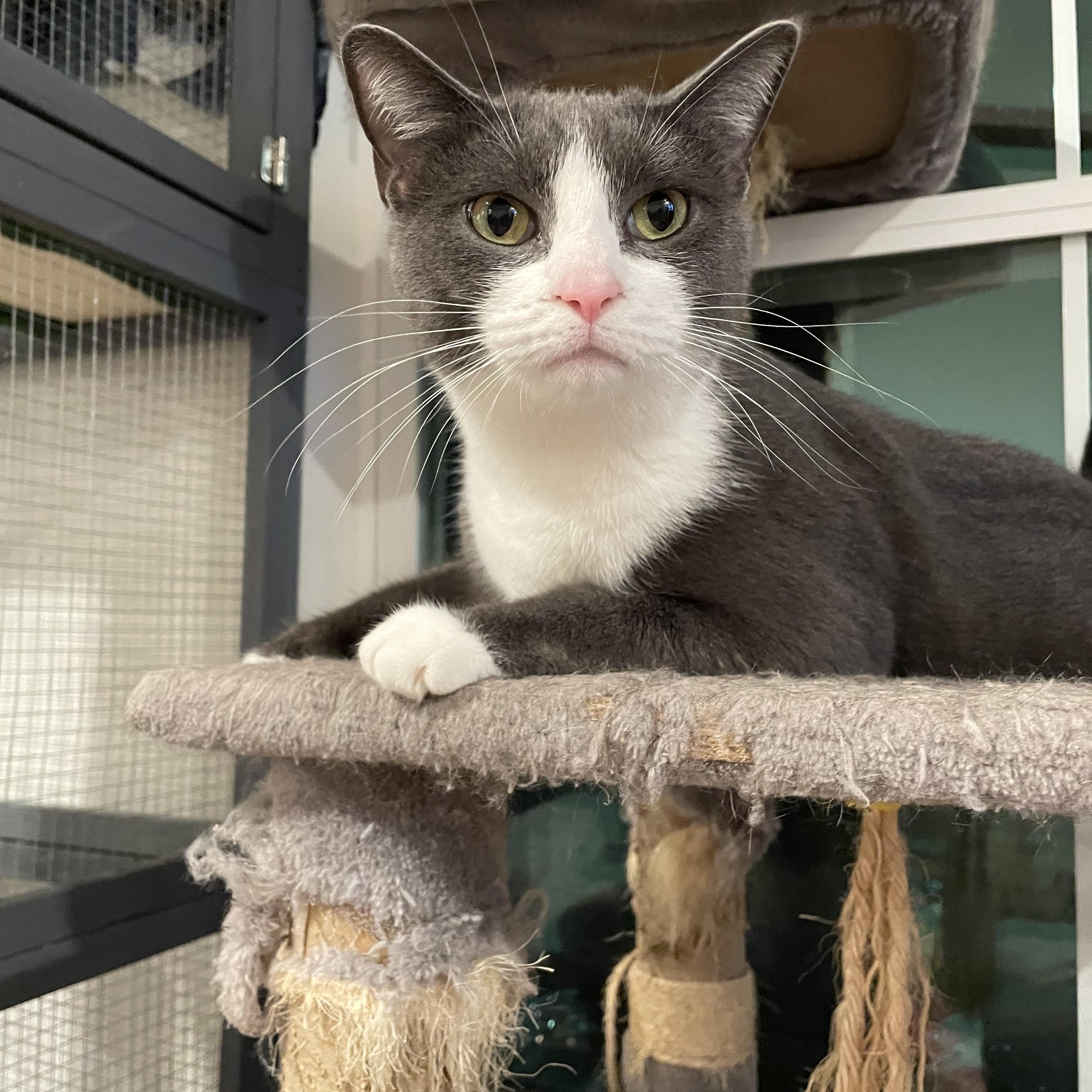 Sophie, ADOPTABLE, Young Female Russian Blue & Tuxedo.