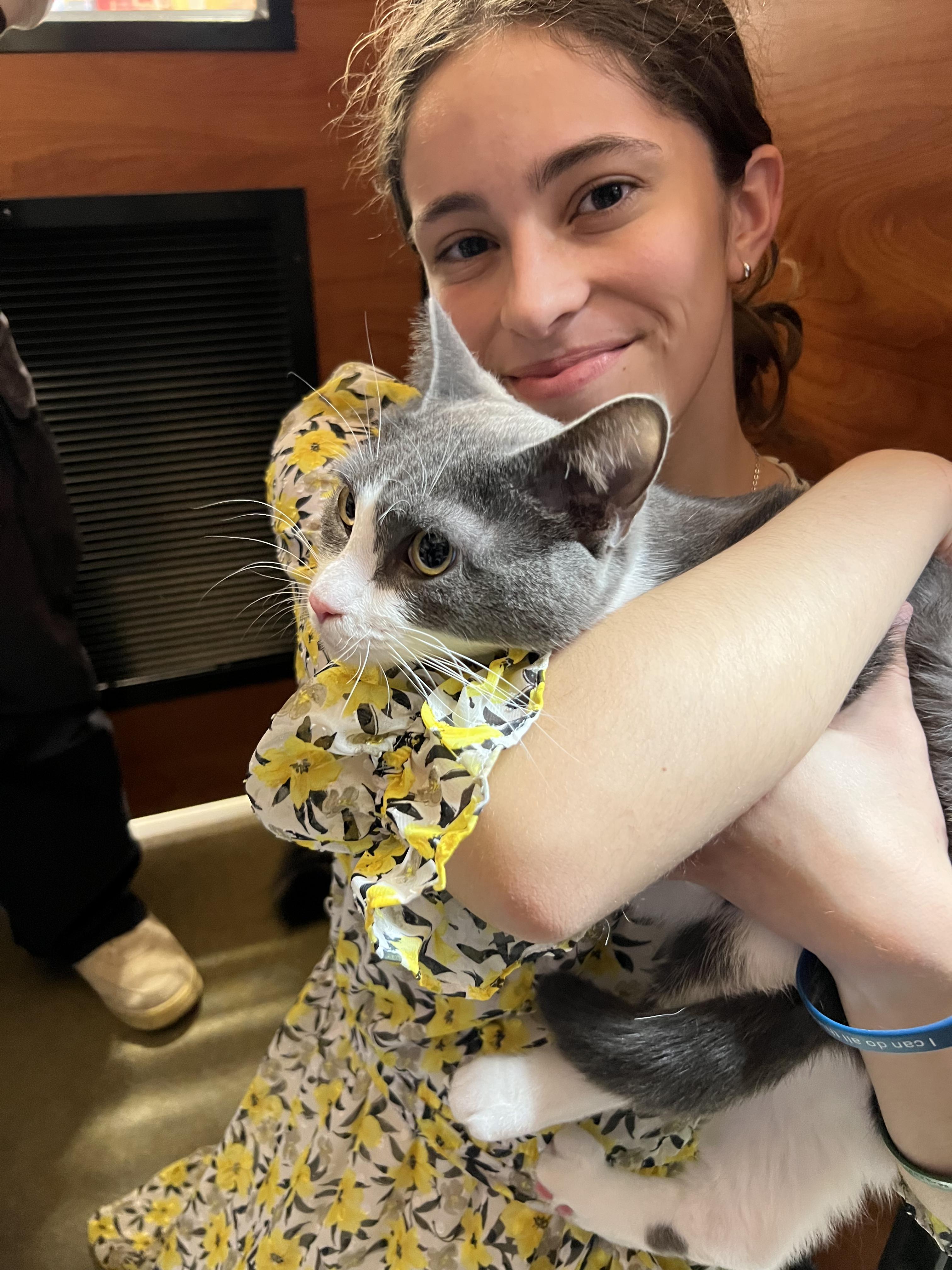 Sophie, ADOPTABLE, Adult Female Tuxedo & Russian Blue.