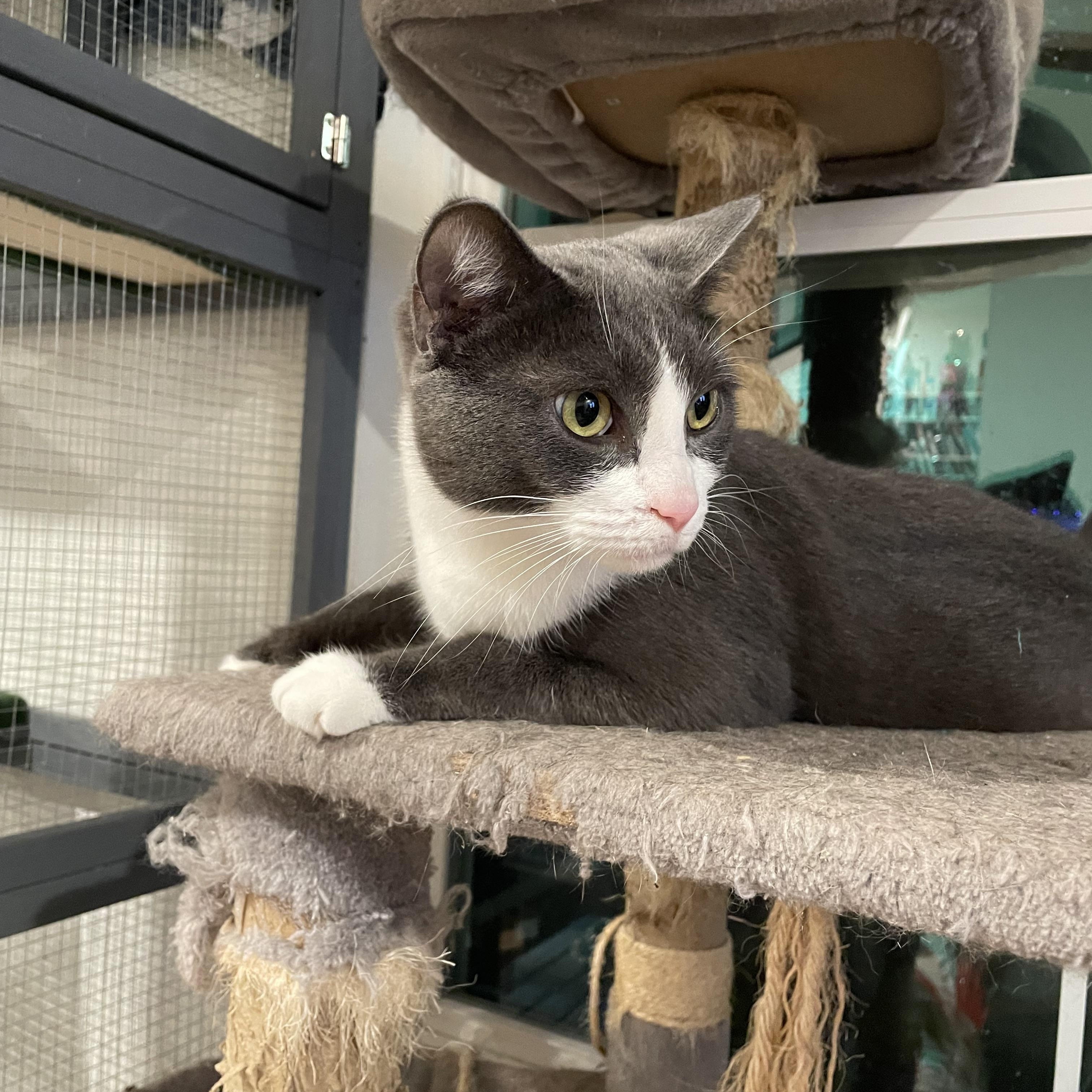 Sophie, a ADOPTABLE mixed breed in Kissimmee, FL image 4/5