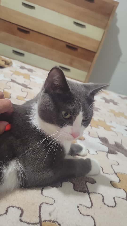 Enlarge Sophie, a ADOPTABLE mixed breed in Kissimmee, FL image 2/2