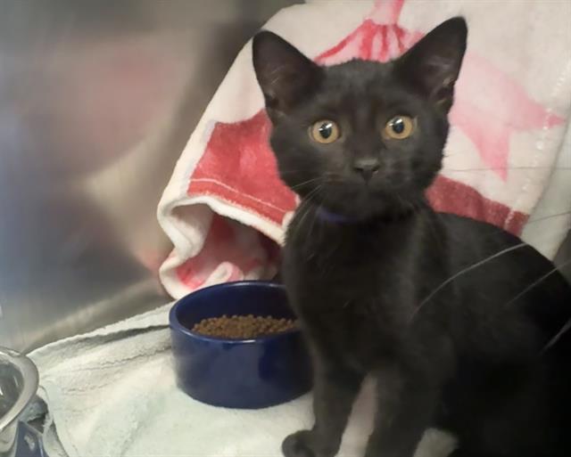 JANE GOODALL, Adoptable, Kitten Female Domestic Short Hair.