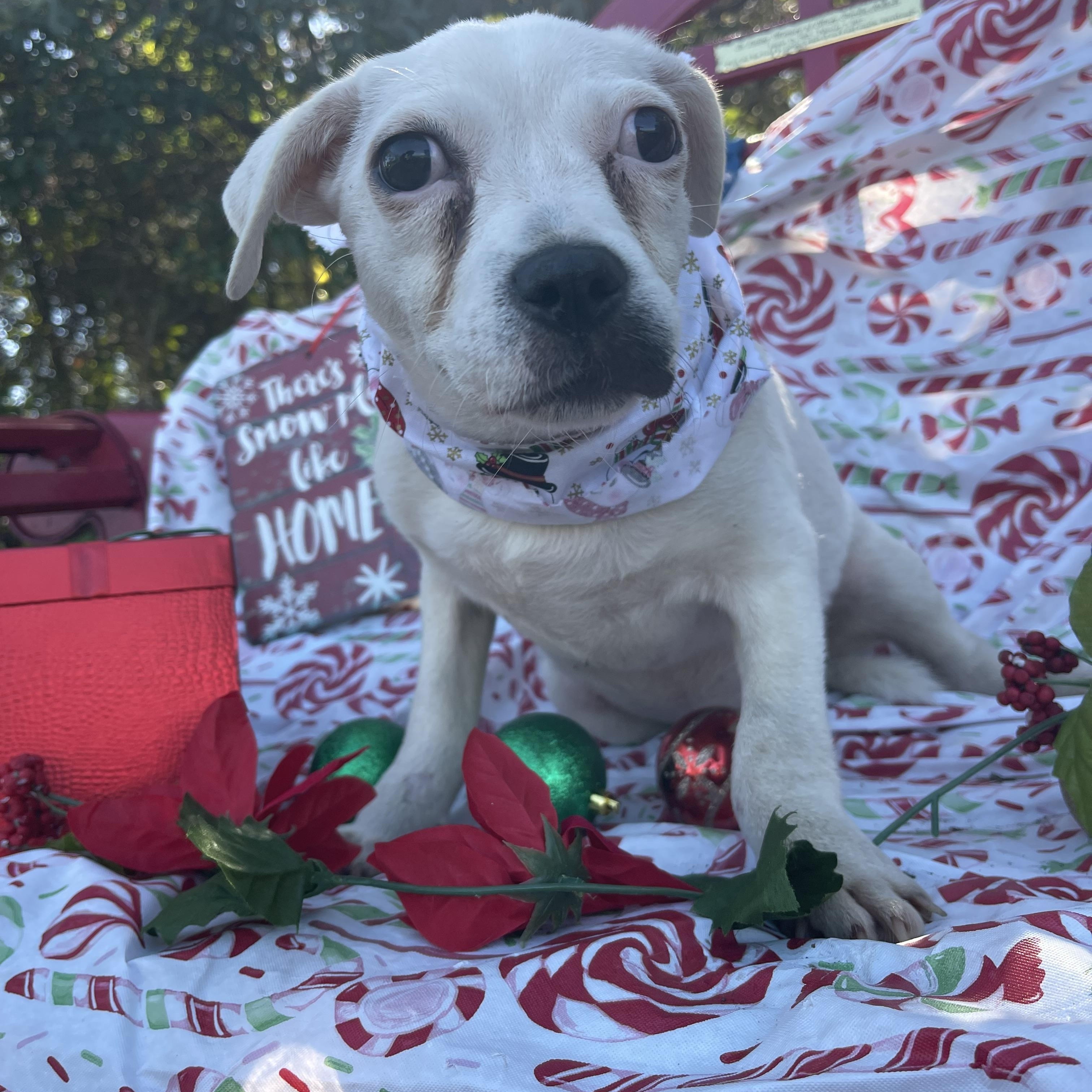 Lizzo, ADOPTABLE, Puppy Female Labrador Retriever.