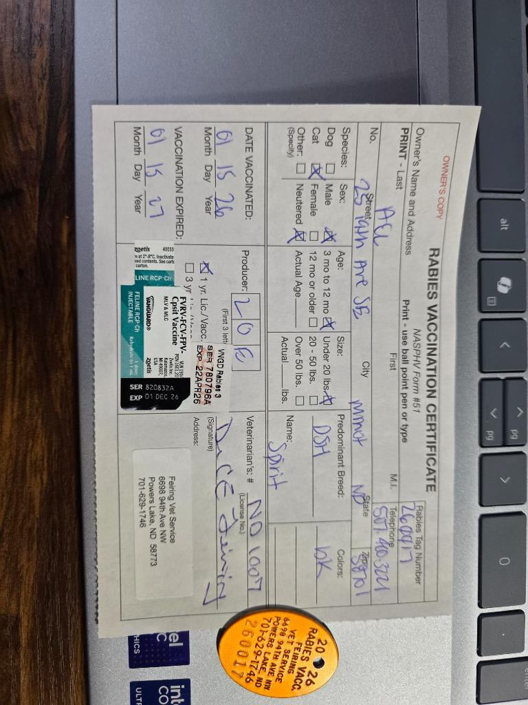 Frappe nka Spirit, Adopted, Kitten Male Domestic Short Hair.