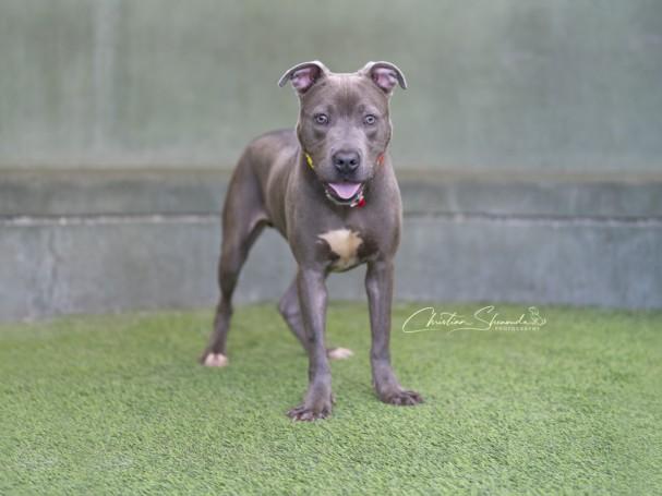 VEST, Adoptable, Young Male Pit Bull Terrier.