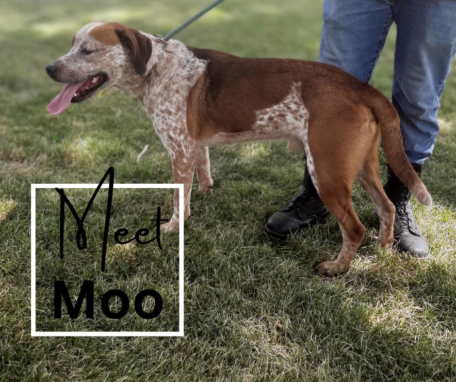 Enlarge Moo, a Adoptable mixed breed in Marion, IN image 1/1