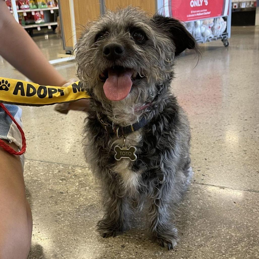 Toto, a Adoptable mixed breed in Apple Valley, CA image 1/2