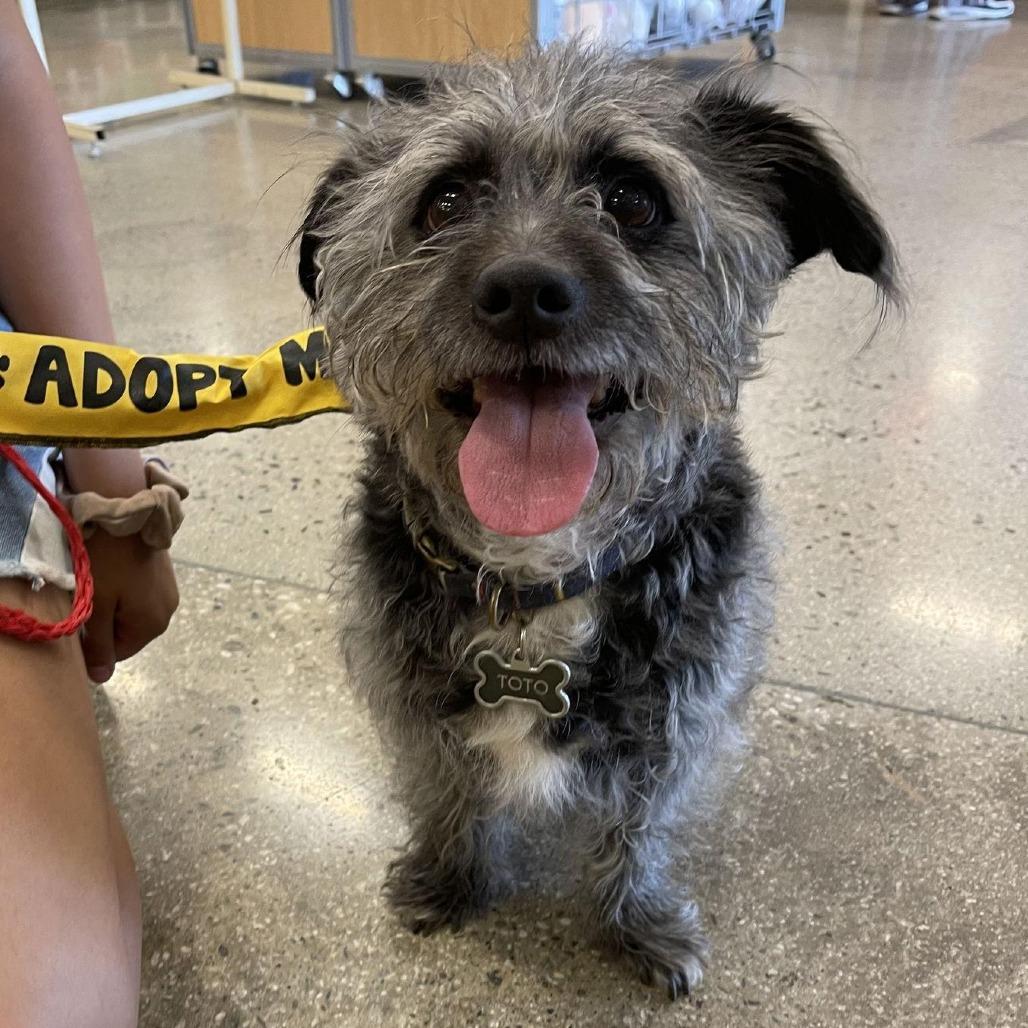 Toto, a Adoptable mixed breed in Apple Valley, CA image 2/2