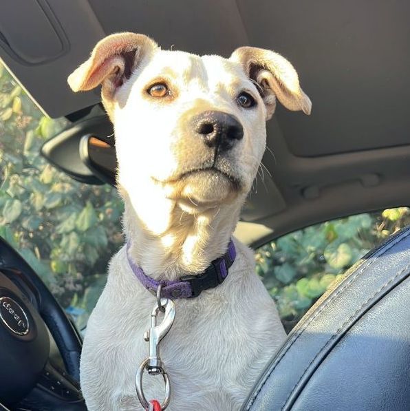 Blanquita, Adopted, Young Female Labrador Retriever.