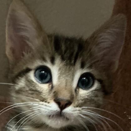 John Lennon, Adoptable, Kitten Male Domestic Short Hair & Domestic Short Hair.