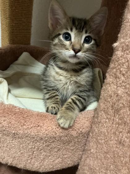 John Lennon, a Adoptable mixed breed in Pleasanton, CA image 3/3