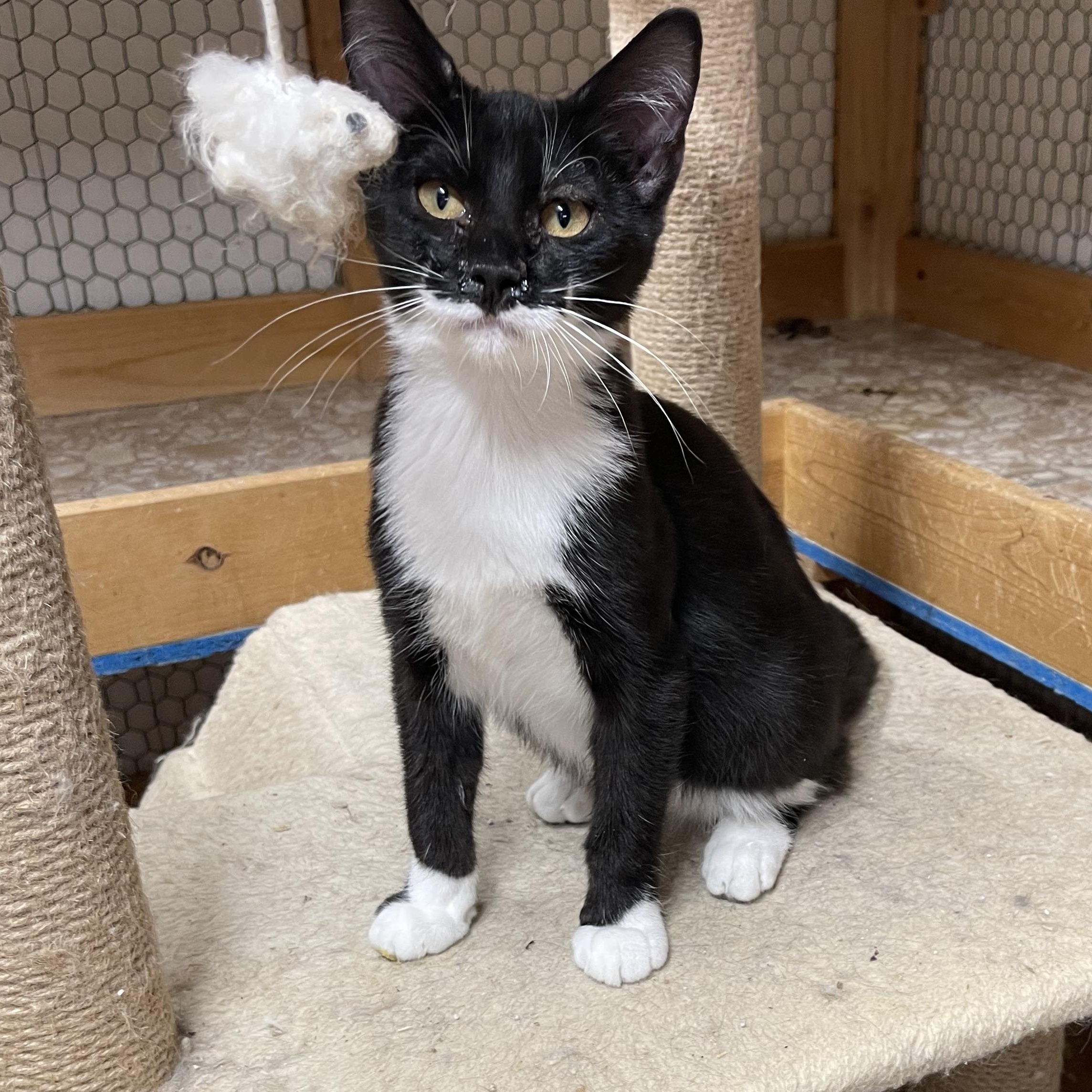 Puffin, an adoptable Domestic Short Hair in Ronan, MT, 59864 | Photo Image 1