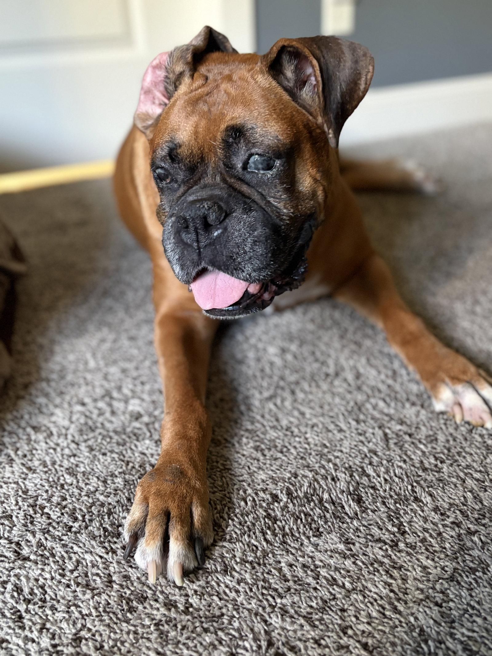 Enlarge Thumper, a Adoptable Boxer in Shakopee, MN image 1/3