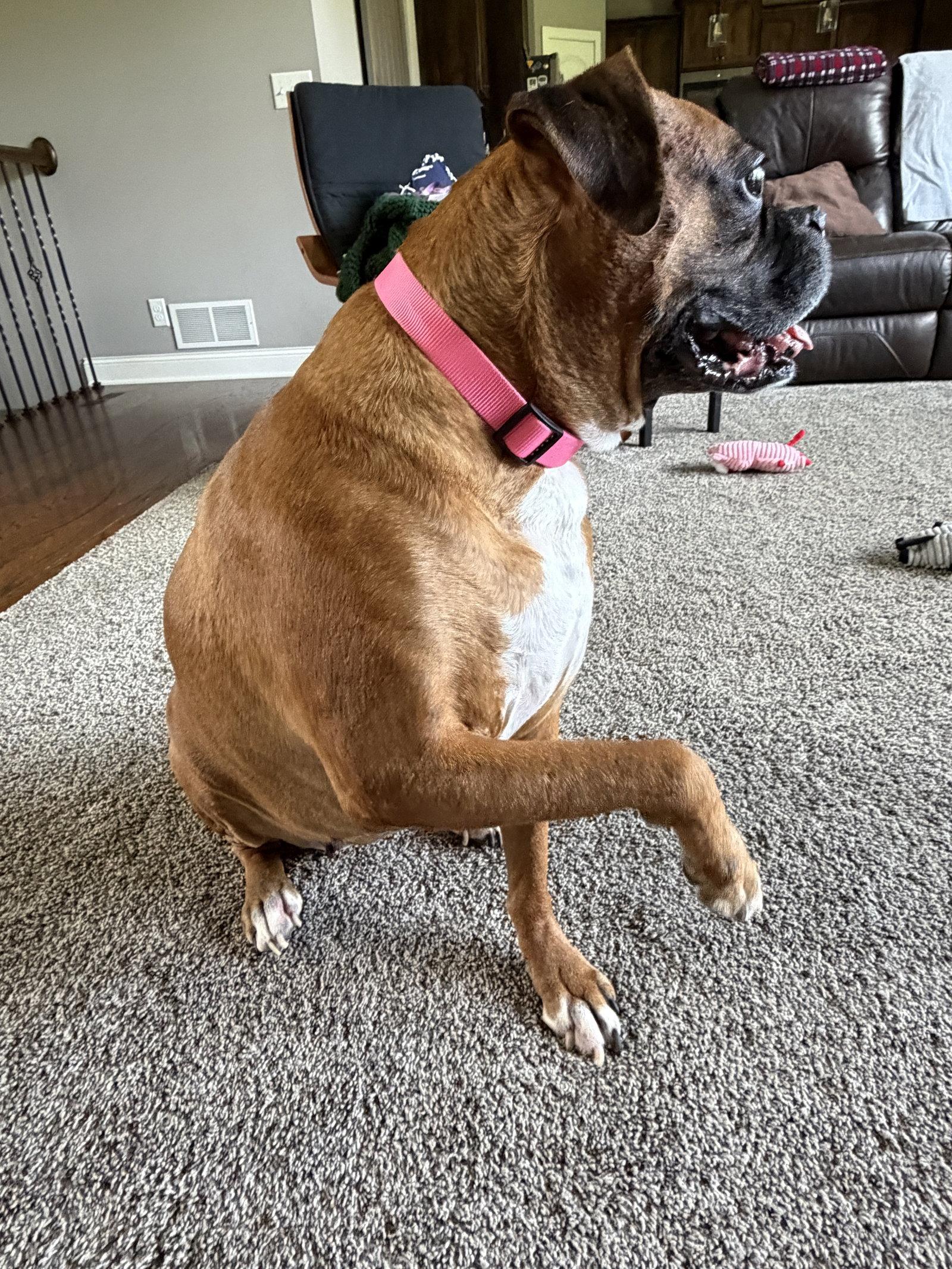 Enlarge Thumper, a Adoptable Boxer in Shakopee, MN image 2/3
