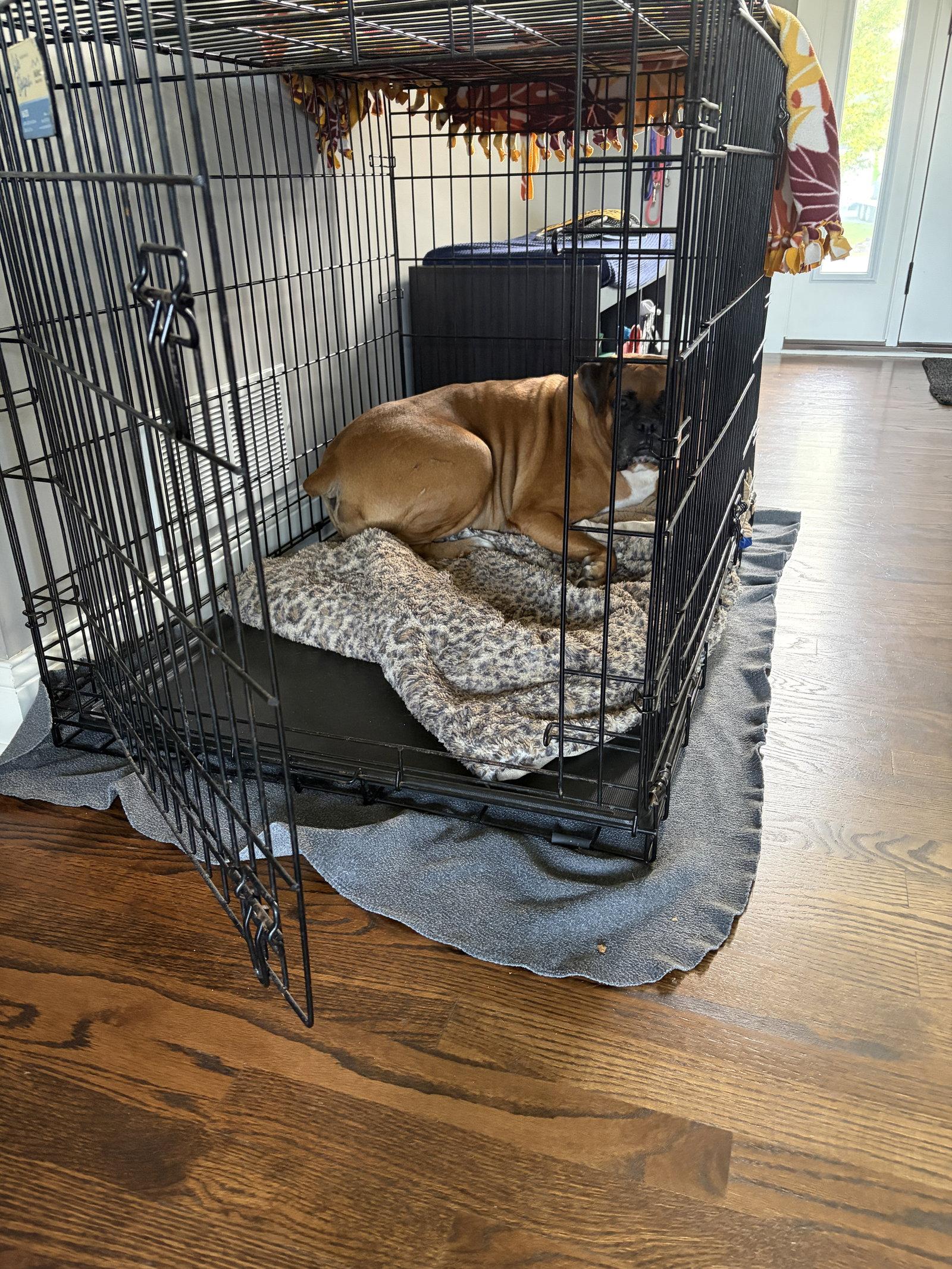 Enlarge Thumper, a Adoptable Boxer in Shakopee, MN image 3/3