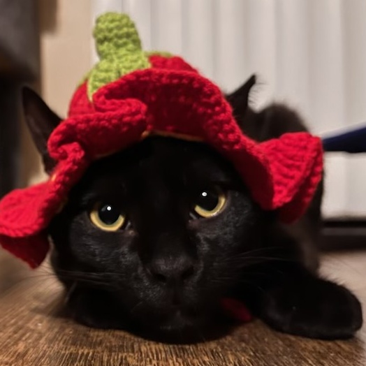 Tomas, a Adopted Domestic Short Hair in Santa Ana, CA image 1/6