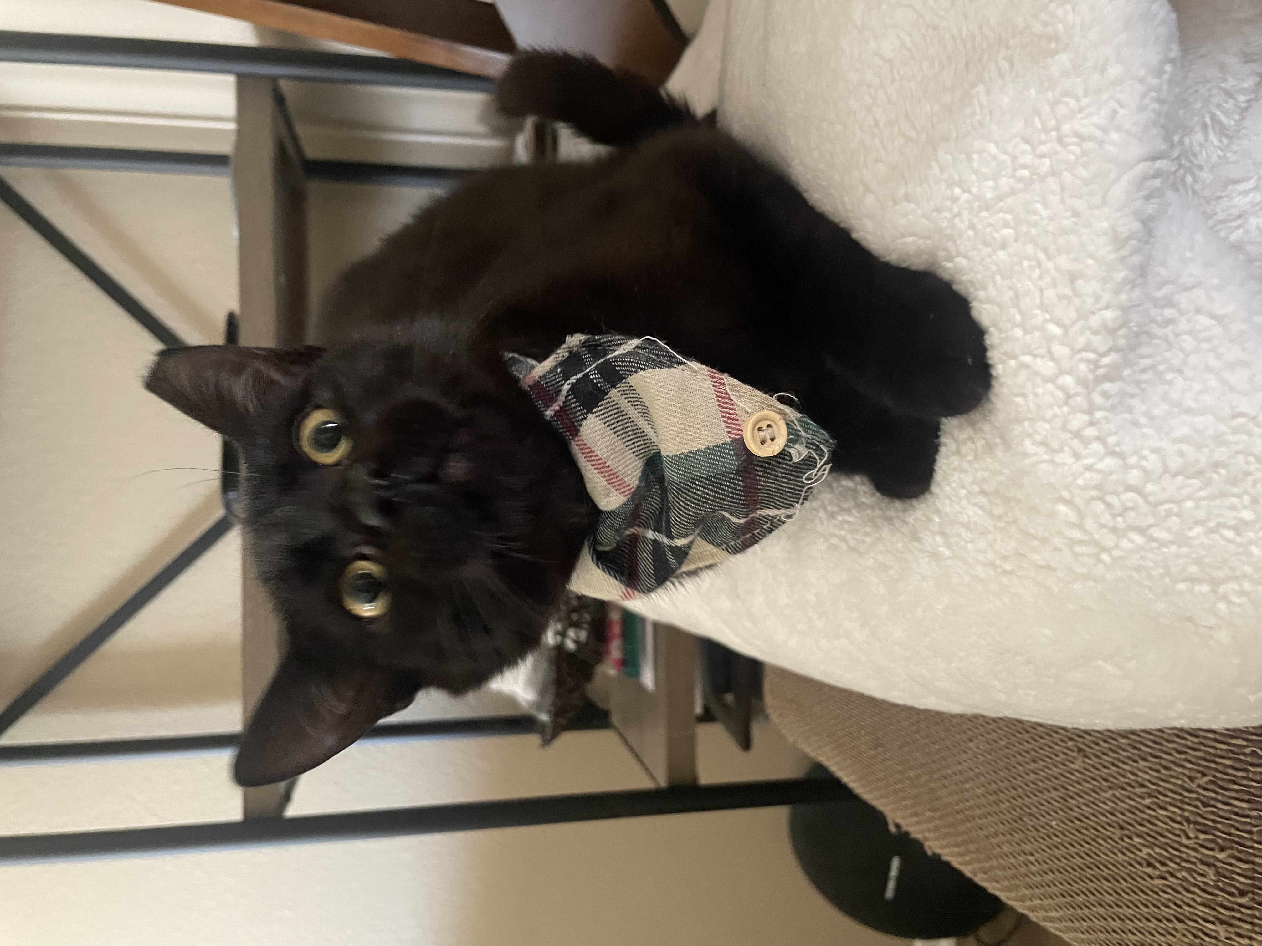 Tomas, a Adopted Domestic Short Hair in Santa Ana, CA image 3/6