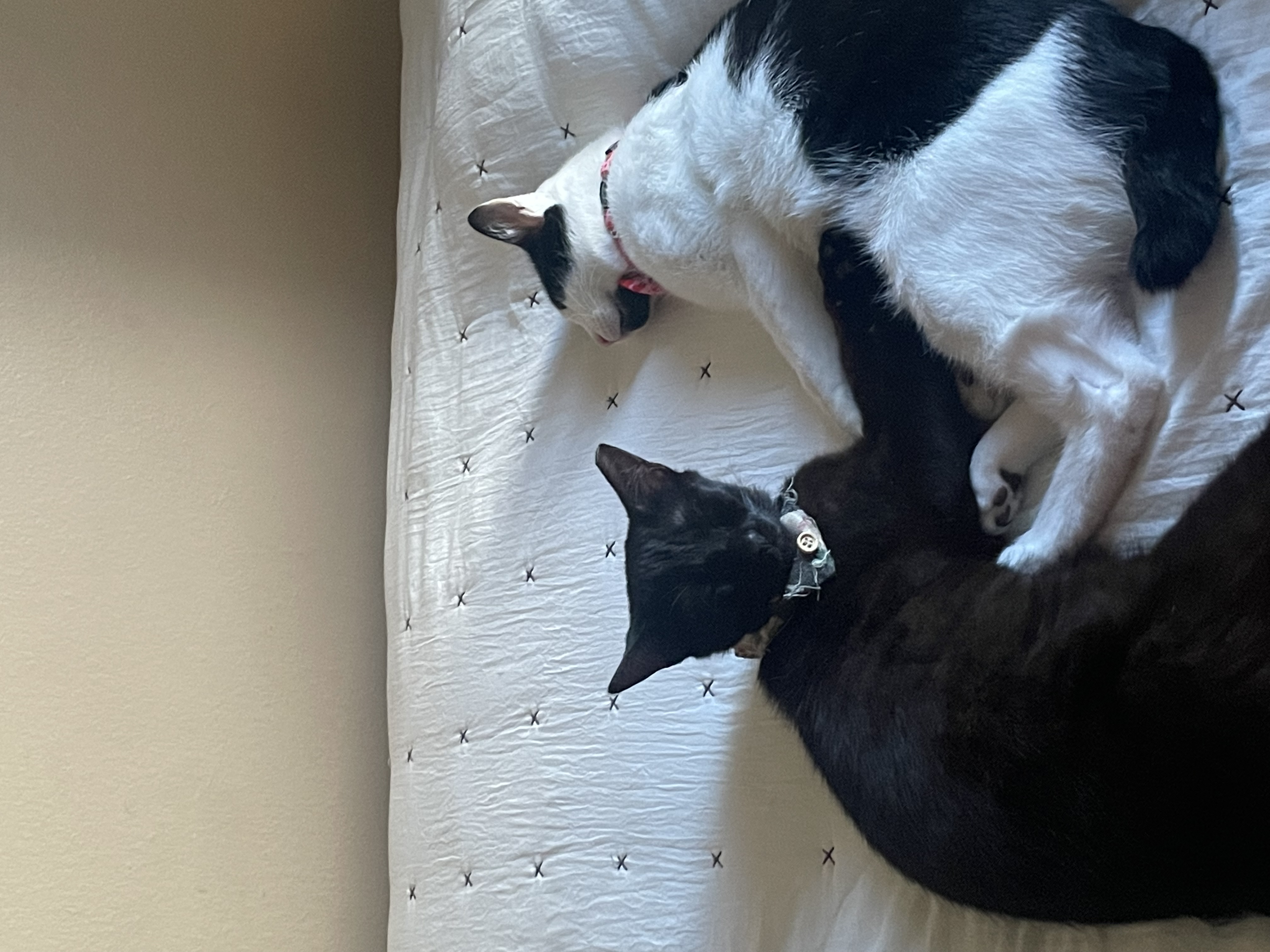 Tomas, a Adopted Domestic Short Hair in Santa Ana, CA image 6/6