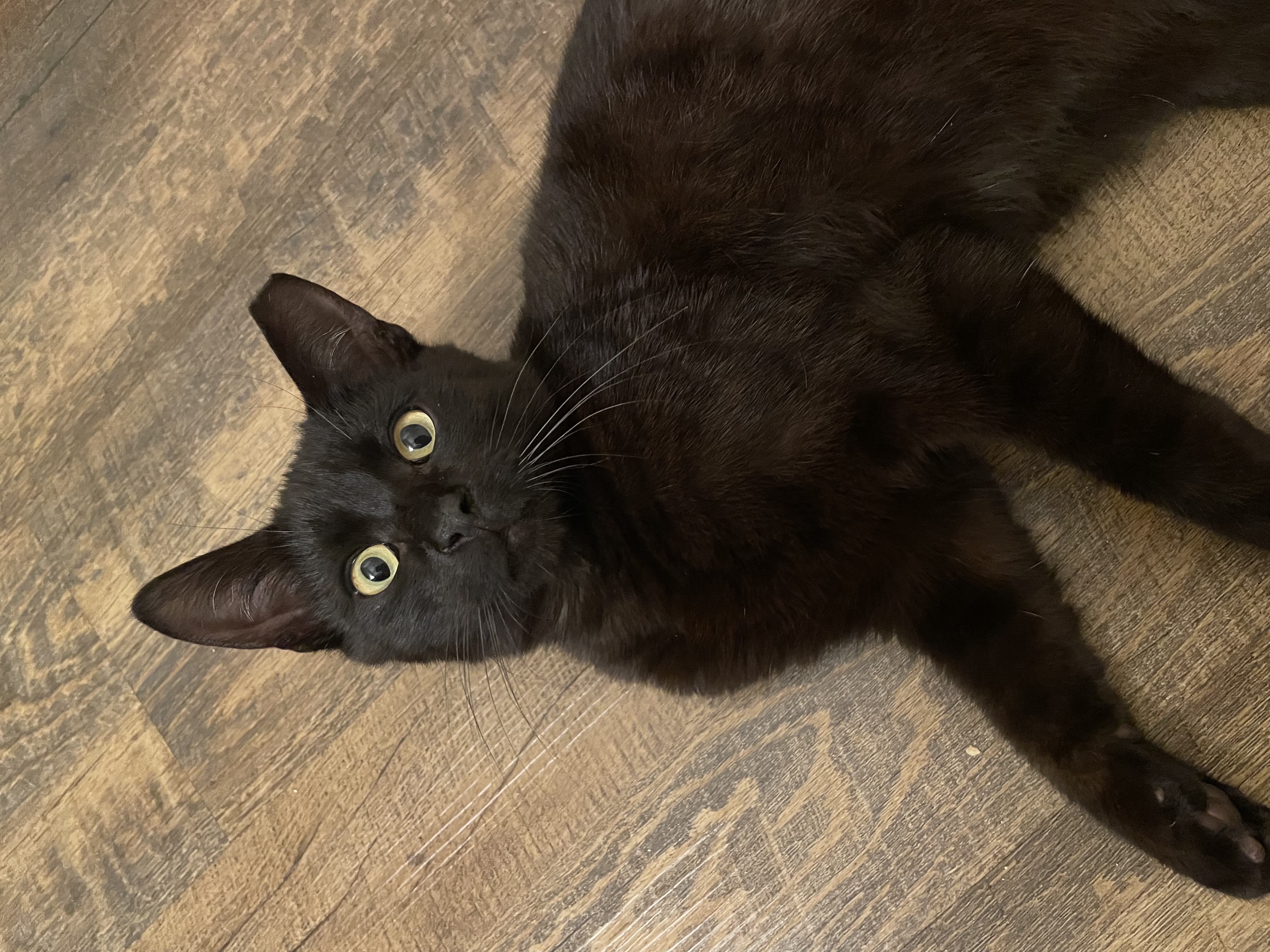 Tomas, a Adopted Domestic Short Hair in Santa Ana, CA image 2/6