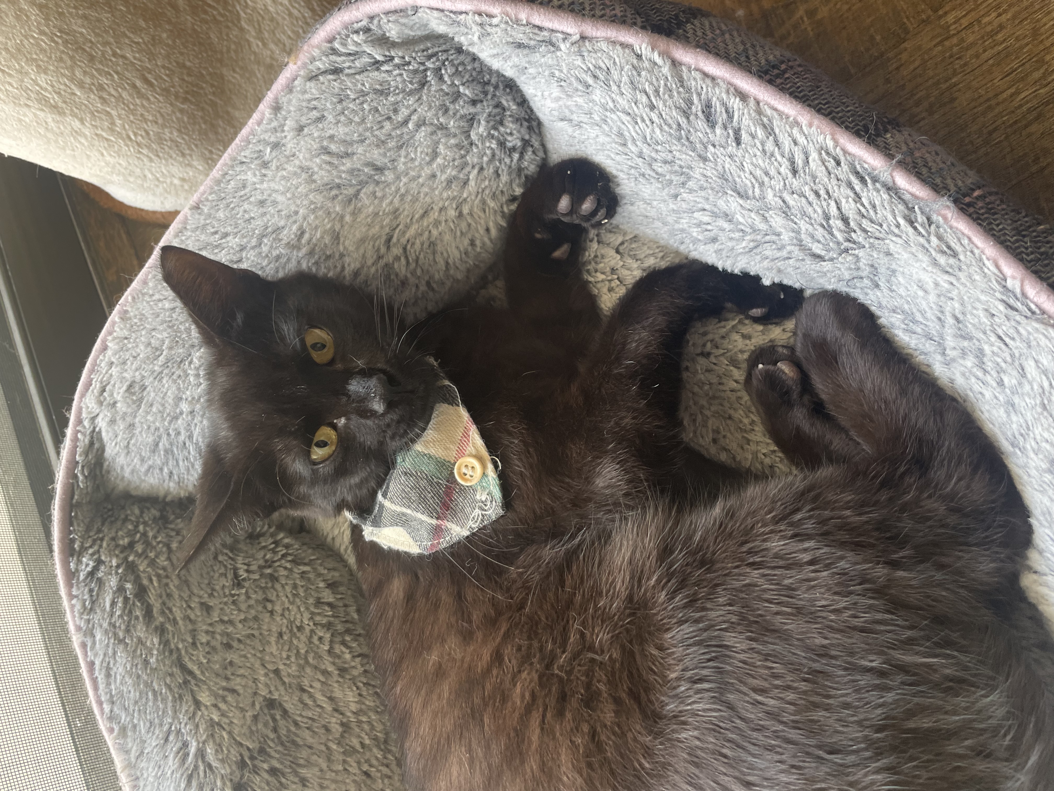 Tomas, a Adopted Domestic Short Hair in Santa Ana, CA image 5/6