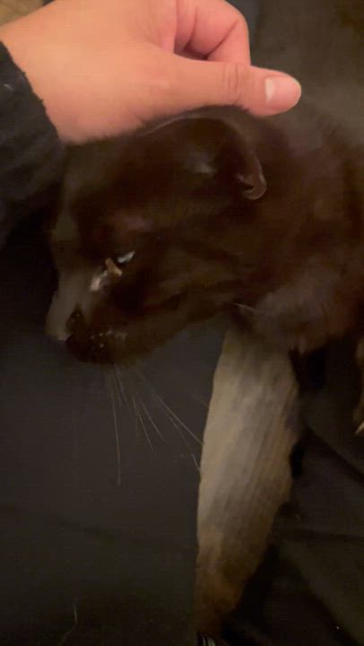 Enlarge Tomas, a Adopted Domestic Short Hair in Santa Ana, CA video 4/6