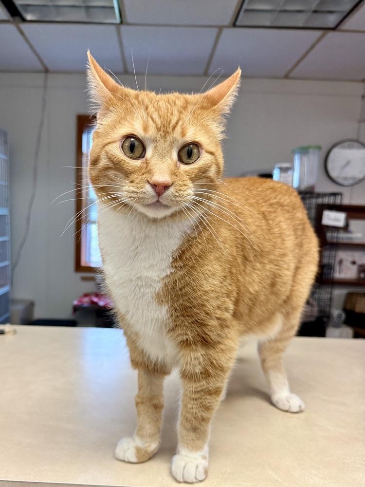 Maximus, a Adoptable mixed breed in Papillion, NE image 1/5