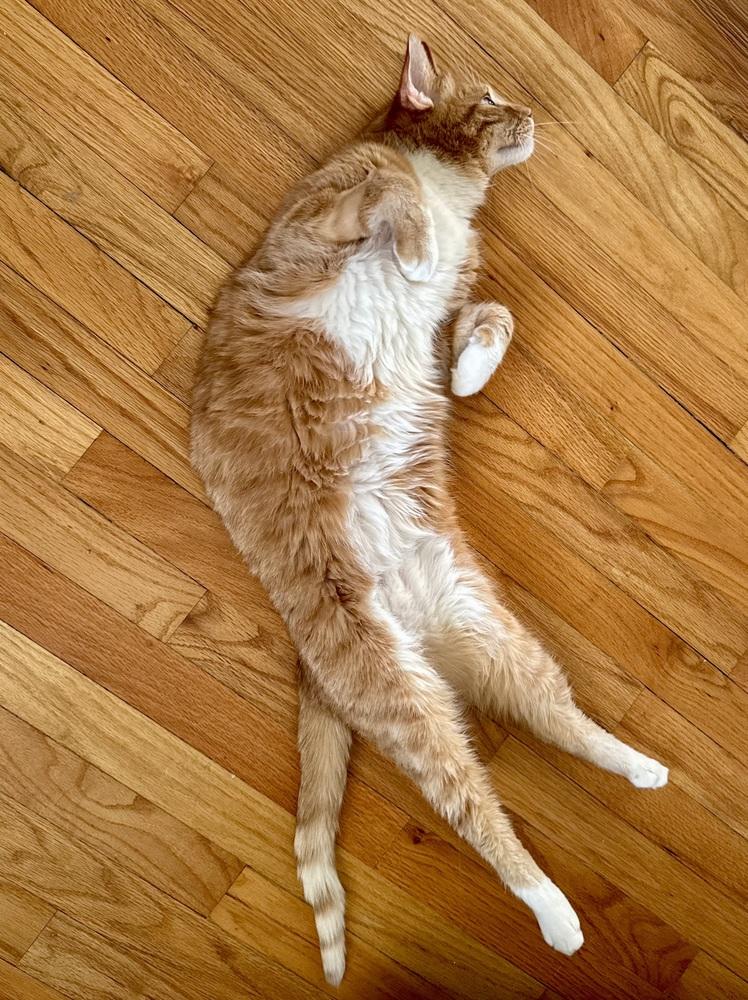 Maximus, a Adoptable mixed breed in Papillion, NE image 2/5