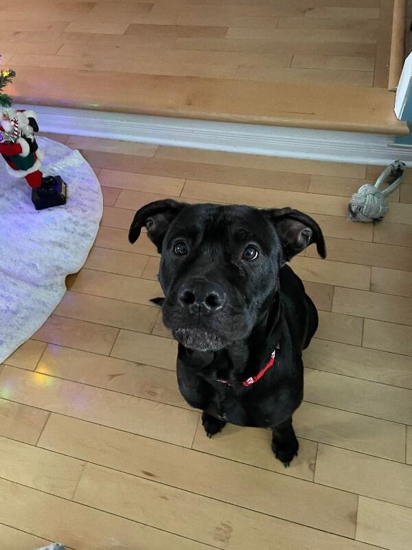 Enlarge Beckham, a Adoptable Mixed Breed in Athens, ON image 1/4