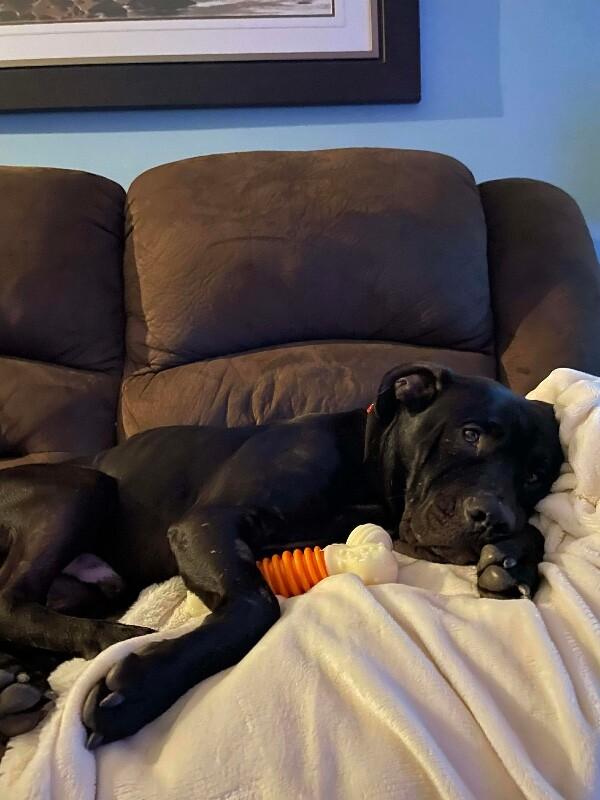 Enlarge Beckham, a Adoptable Mixed Breed in Athens, ON image 2/4