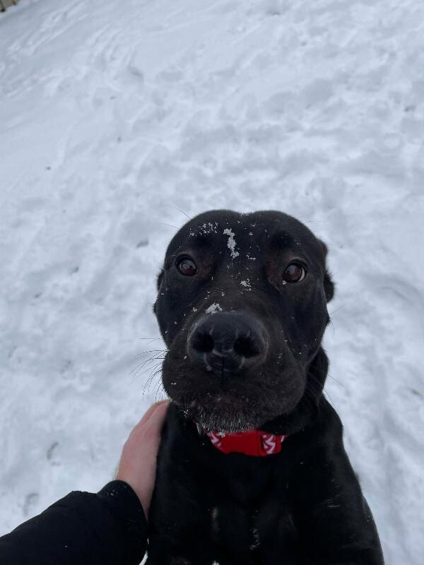 Enlarge Beckham, a Adoptable Mixed Breed in Athens, ON image 3/4