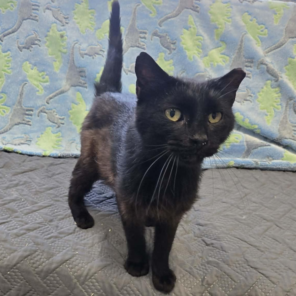 Bob, ADOPTABLE, Senior Male Domestic Short Hair.