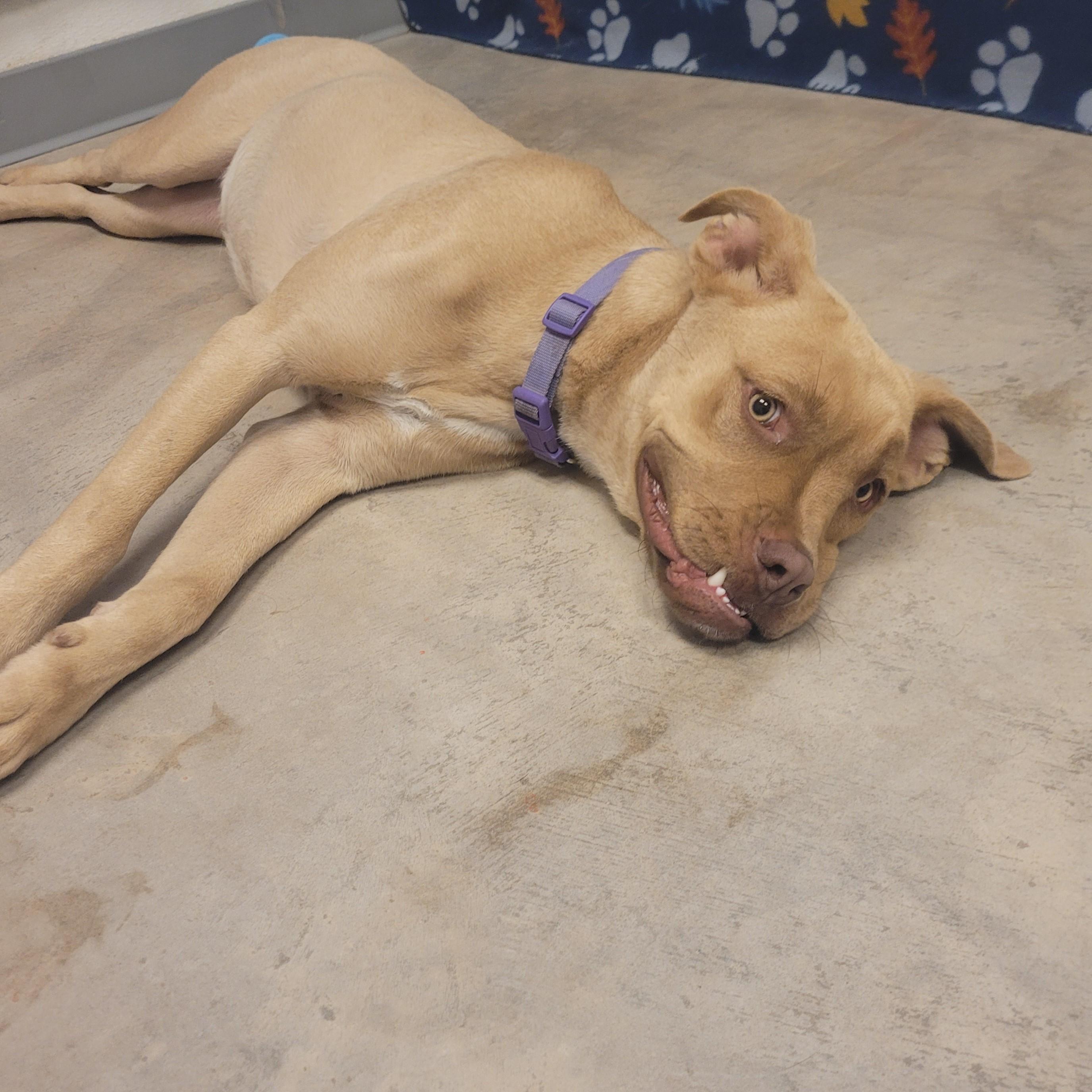 Enlarge Simba, an adoptable mixed breed in ALPINE, TX image 3/5