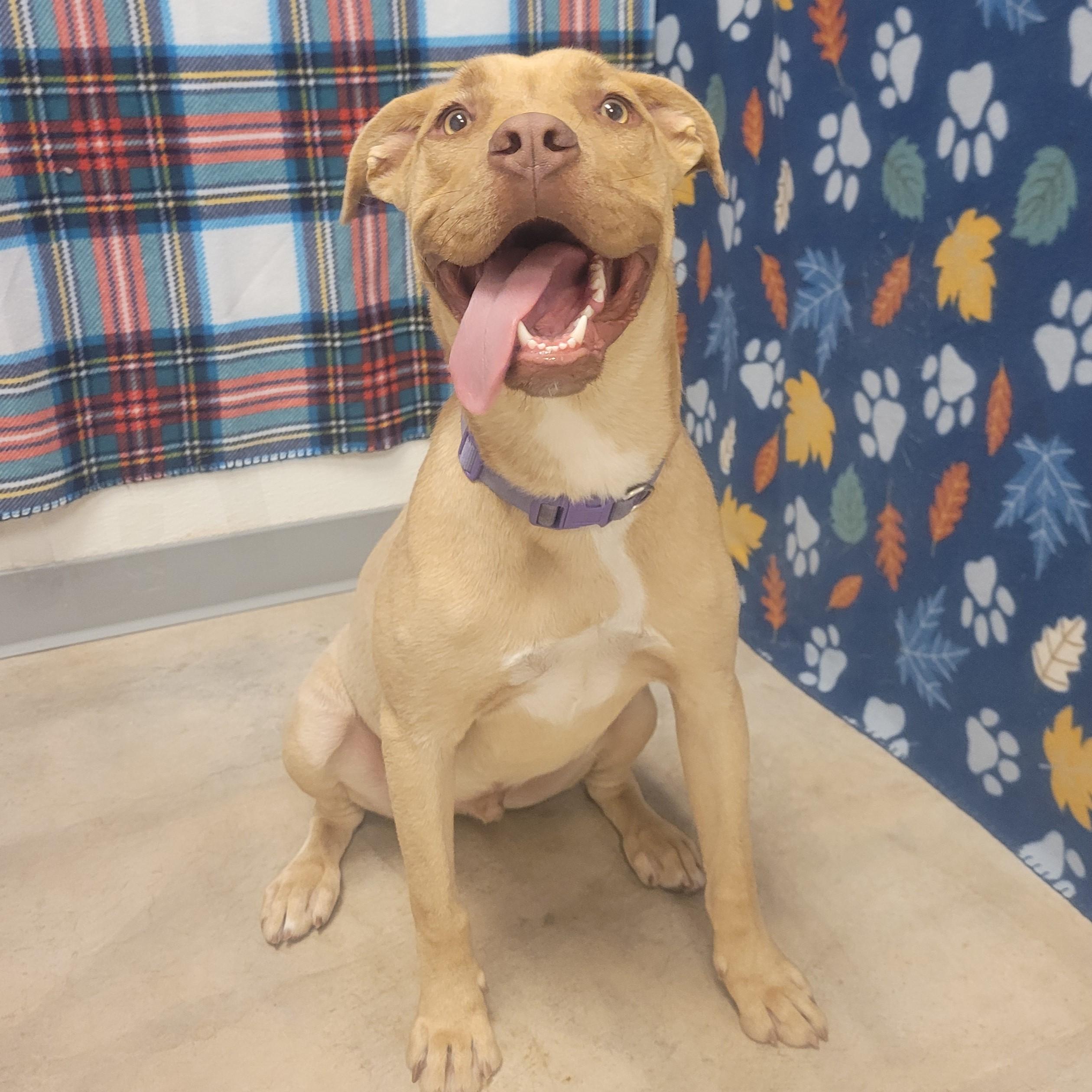 Enlarge Simba, an adoptable mixed breed in ALPINE, TX image 5/5