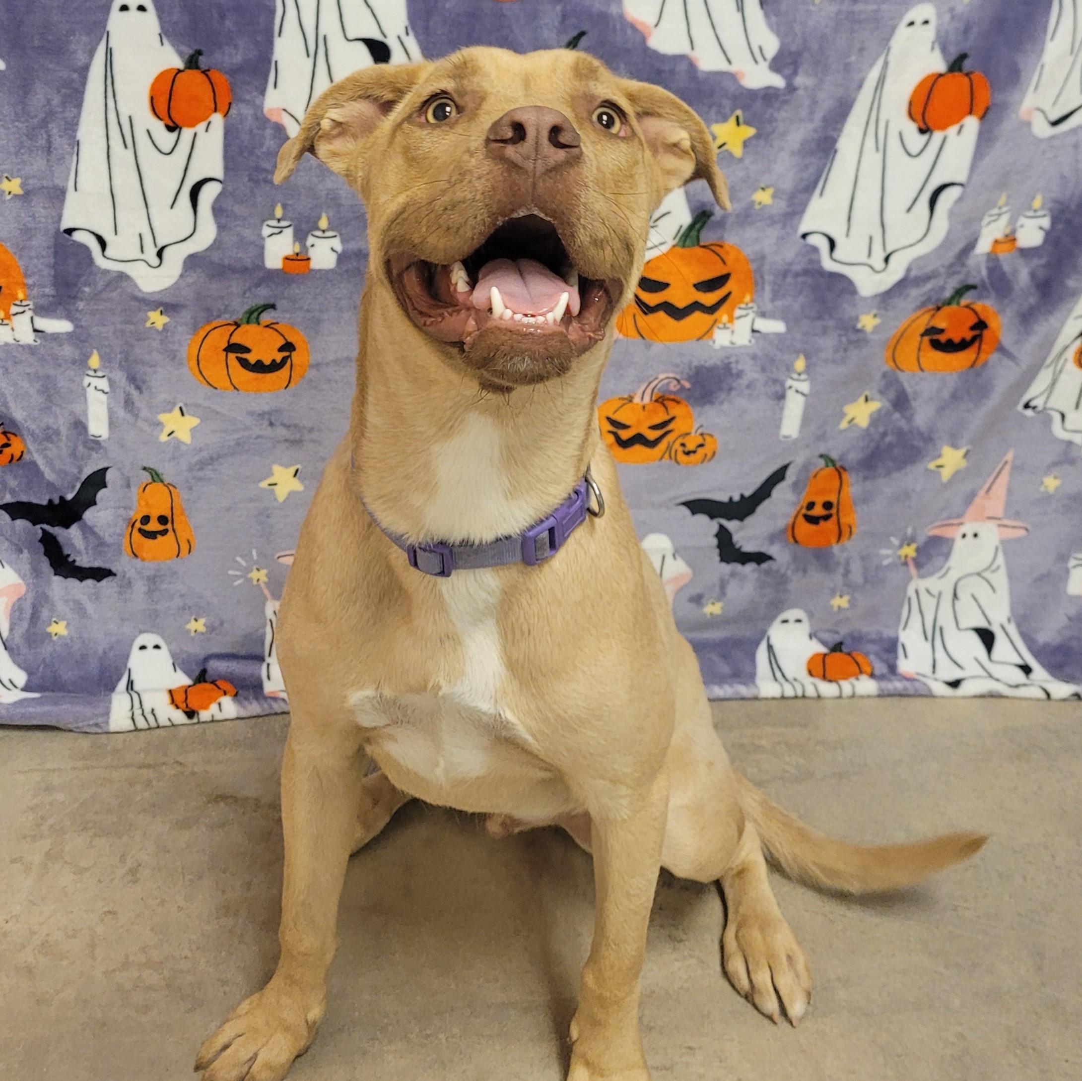 Enlarge Simba, an adoptable mixed breed in ALPINE, TX image 2/5