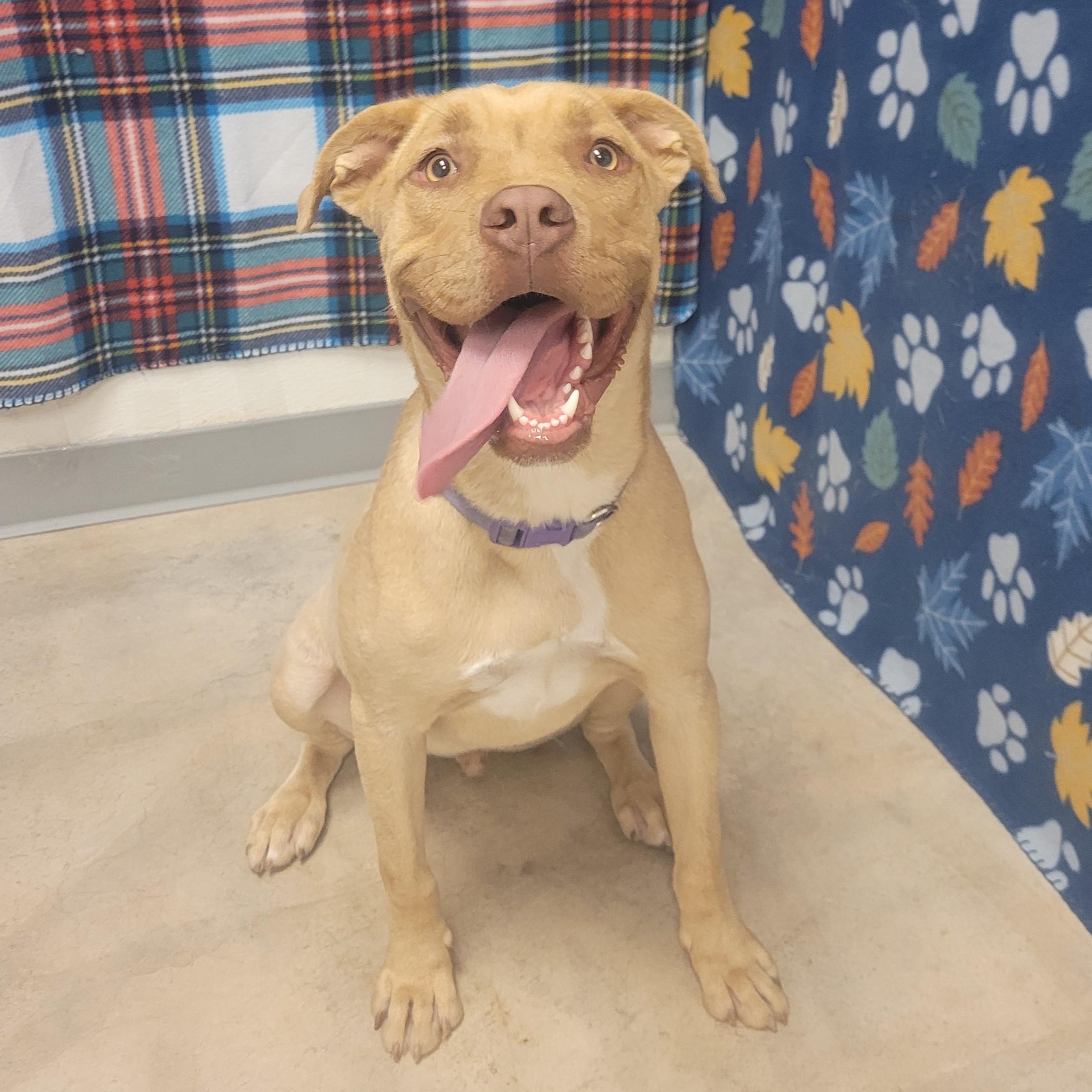 Enlarge Simba, an adoptable mixed breed in ALPINE, TX image 1/5