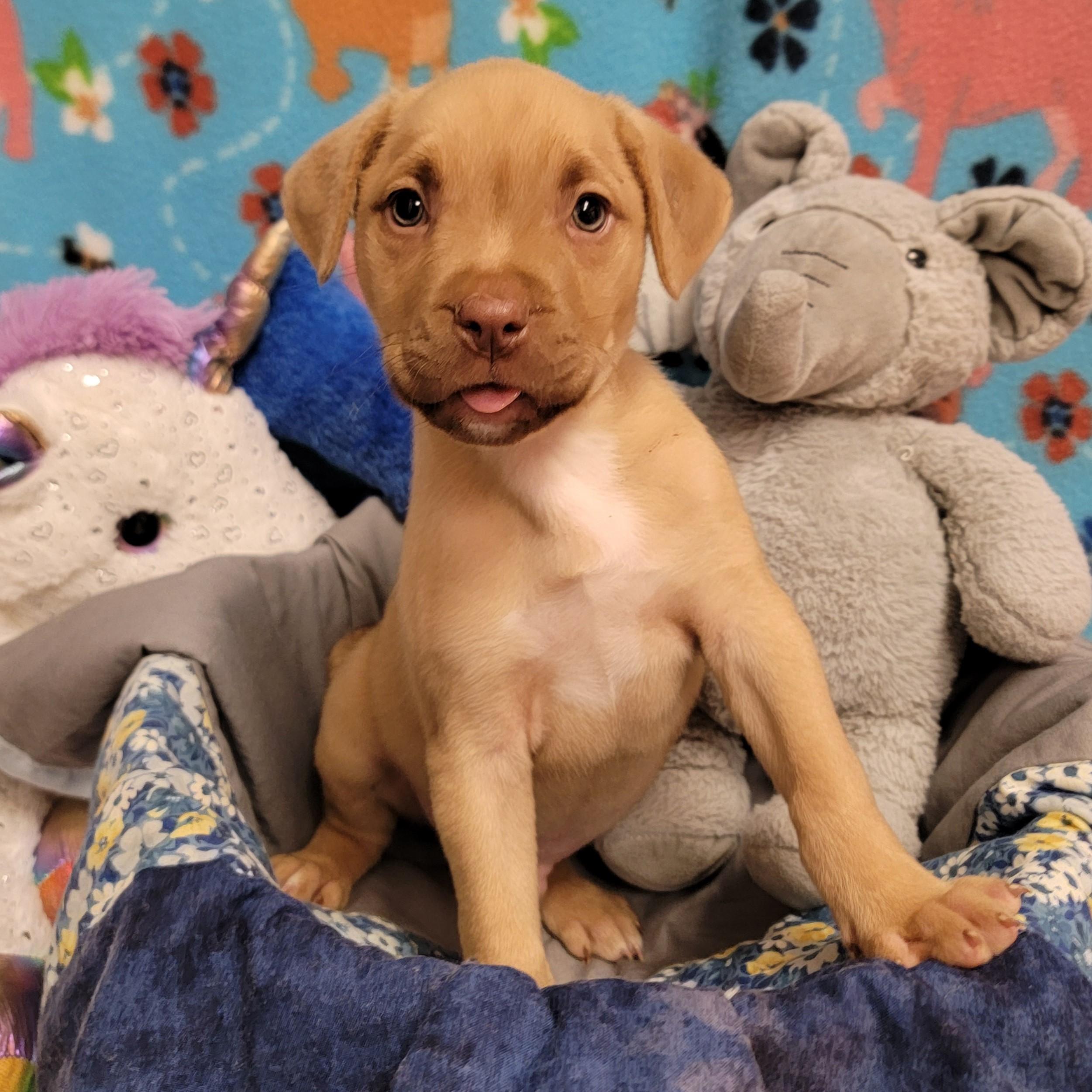 Dusty, ADOPTABLE, Young Male Pit Bull Terrier.