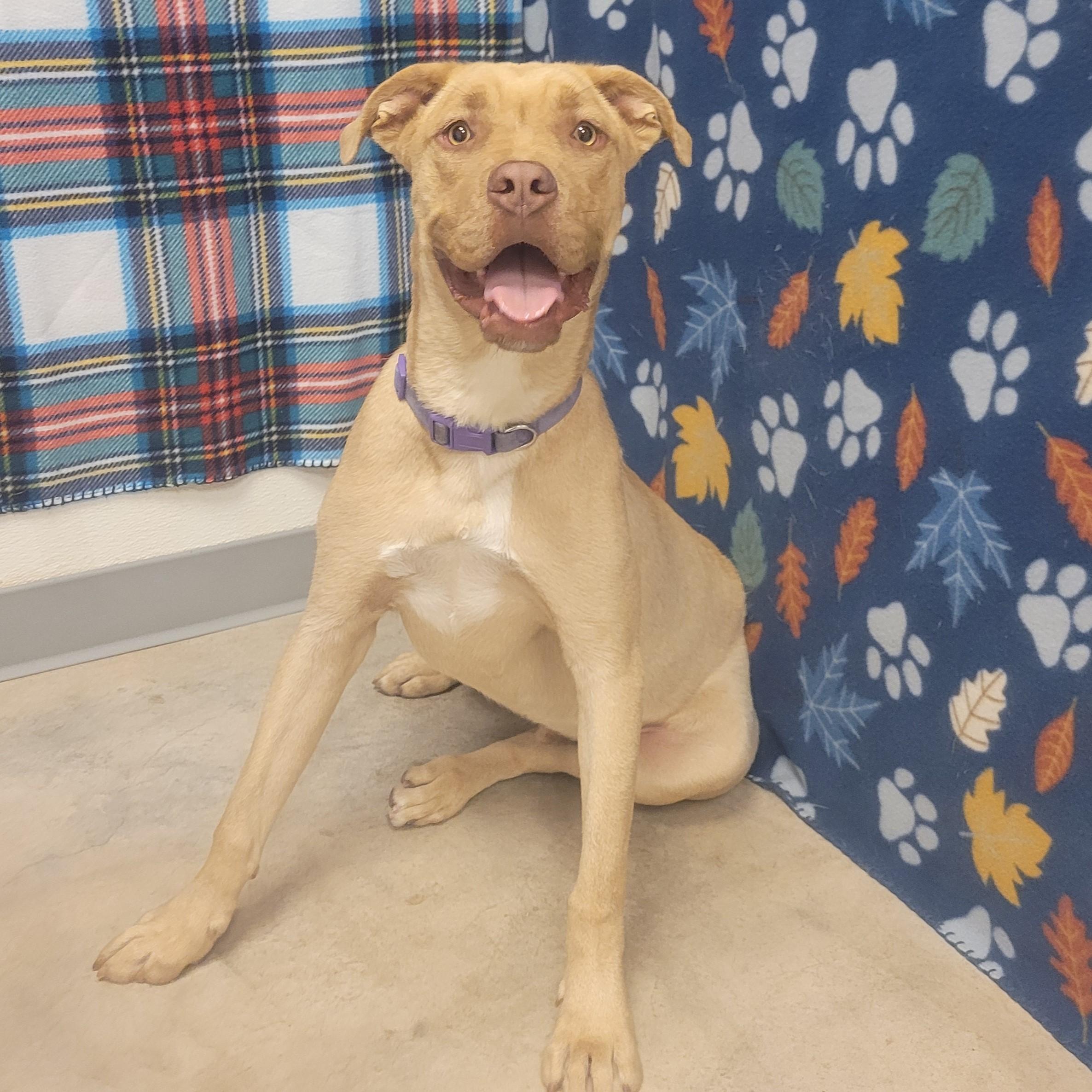 Enlarge Simba, an adoptable mixed breed in ALPINE, TX image 4/5