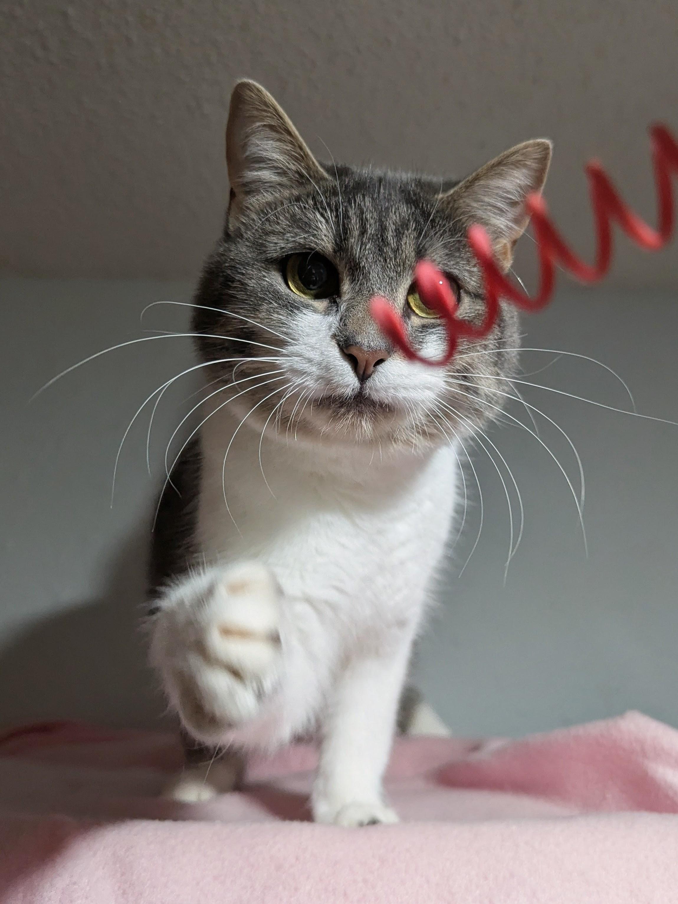 Enlarge Mae, a Adoptable Domestic Short Hair in Little Falls, MN image 5/6