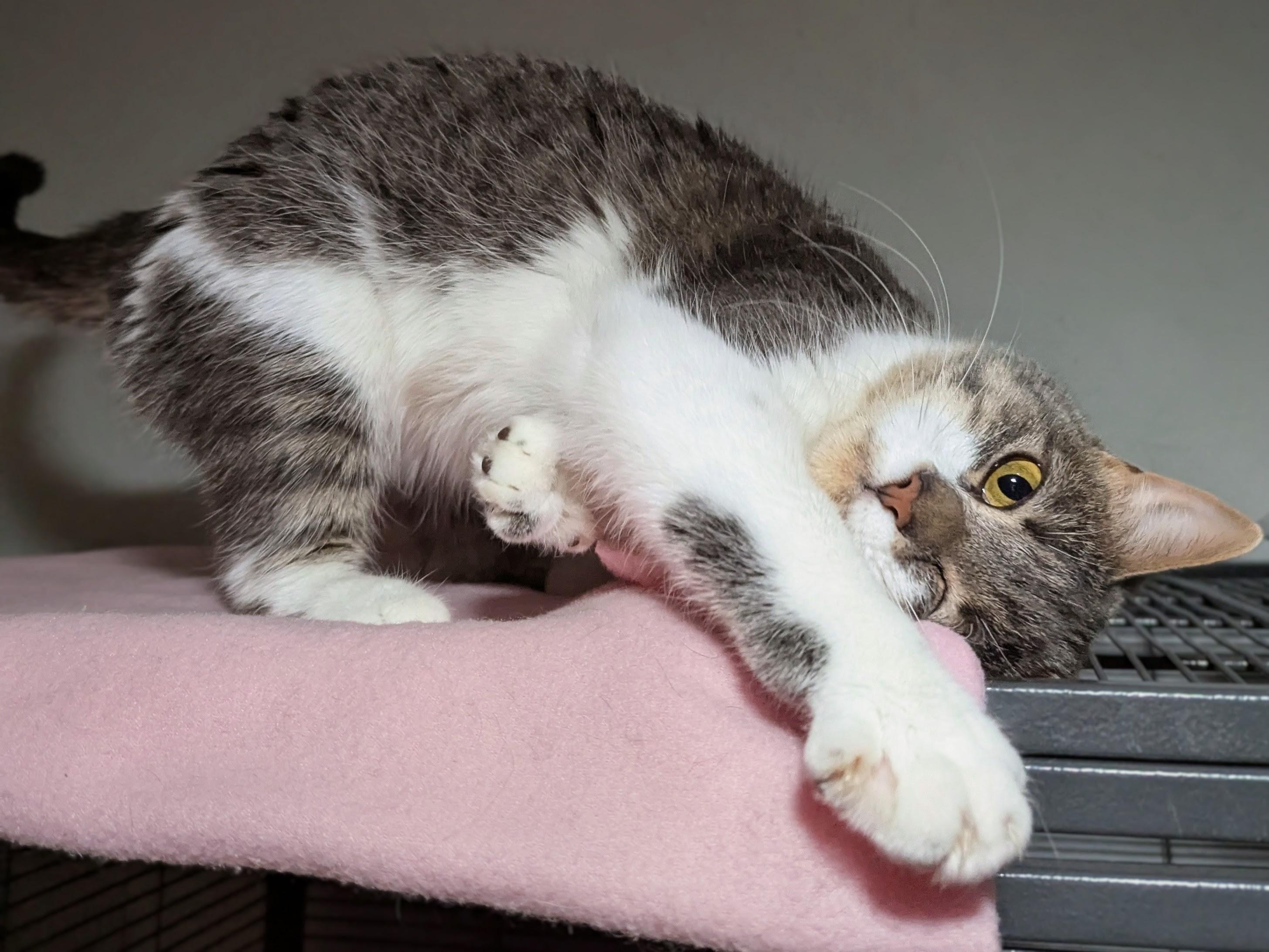 Mae, Adoptable, Adult Female Domestic Short Hair.