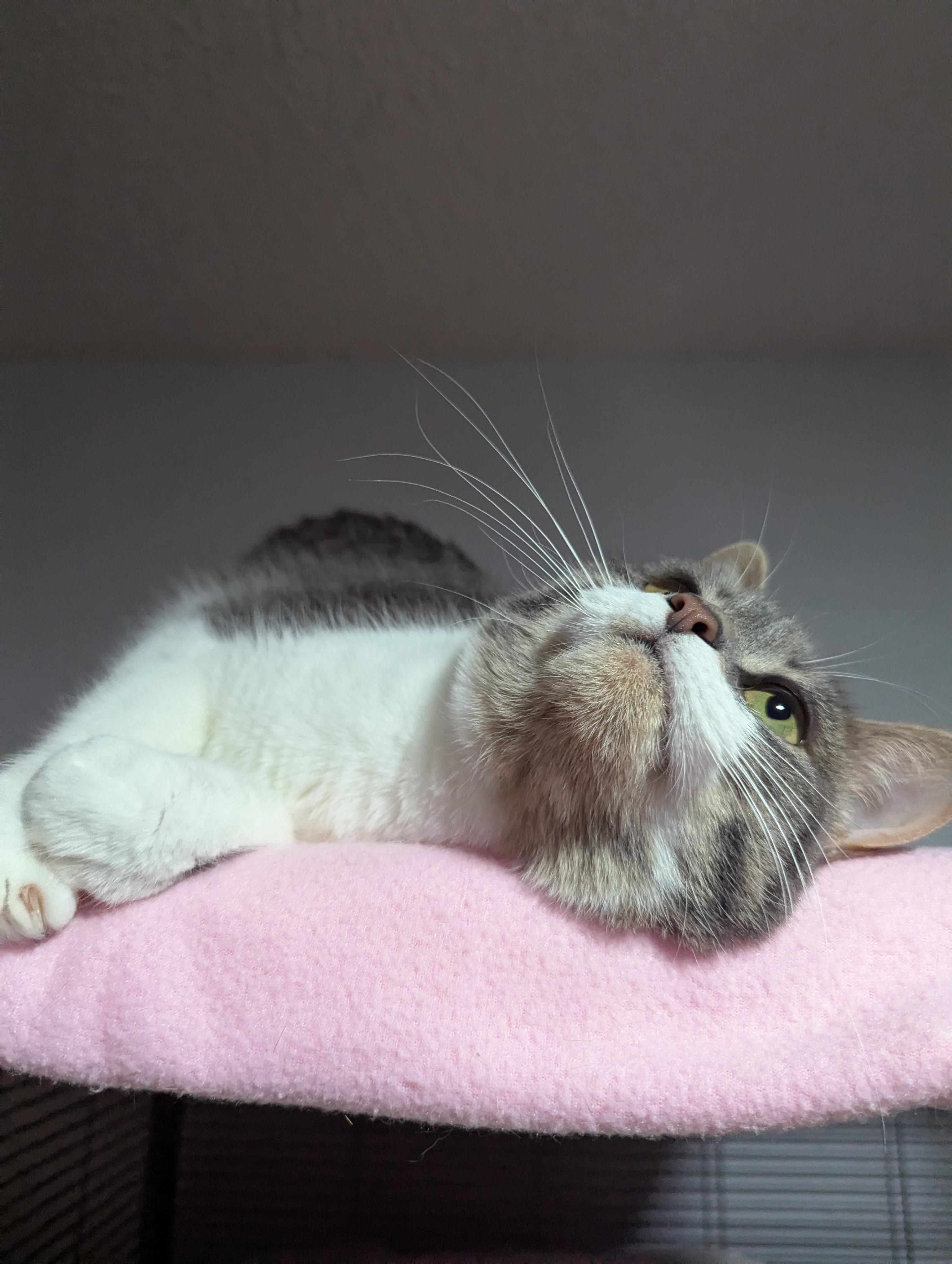 Enlarge Mae, a Adoptable Domestic Short Hair in Little Falls, MN image 2/6