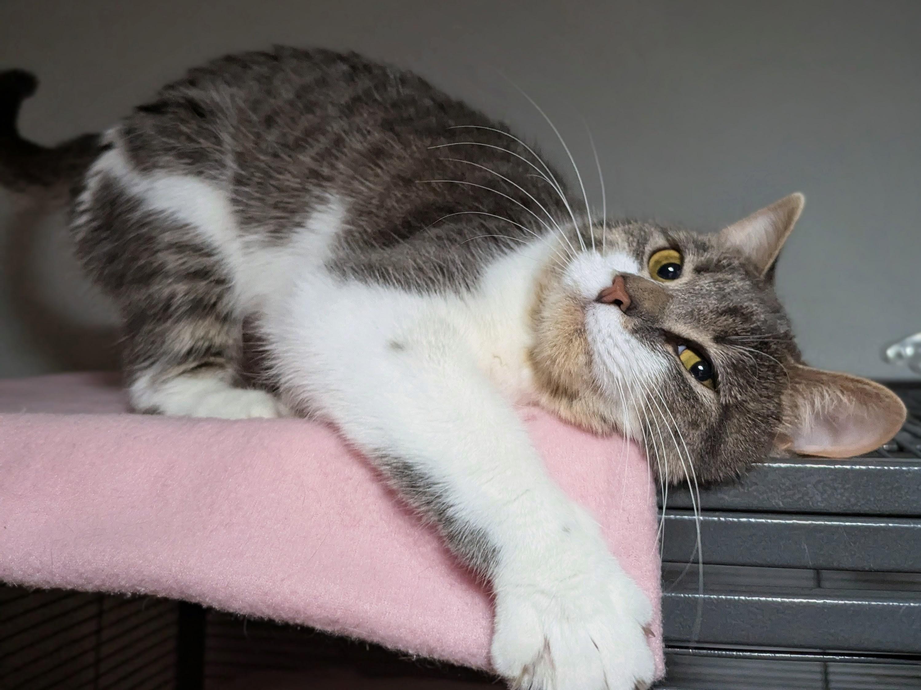 Enlarge Mae, a Adoptable Domestic Short Hair in Little Falls, MN image 4/6