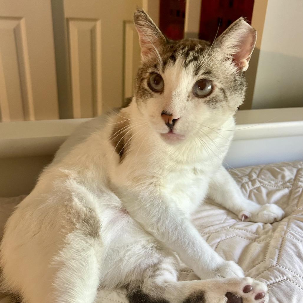 Arlo, a Adoptable Siamese in Fort Lauderdale, FL image 1/6