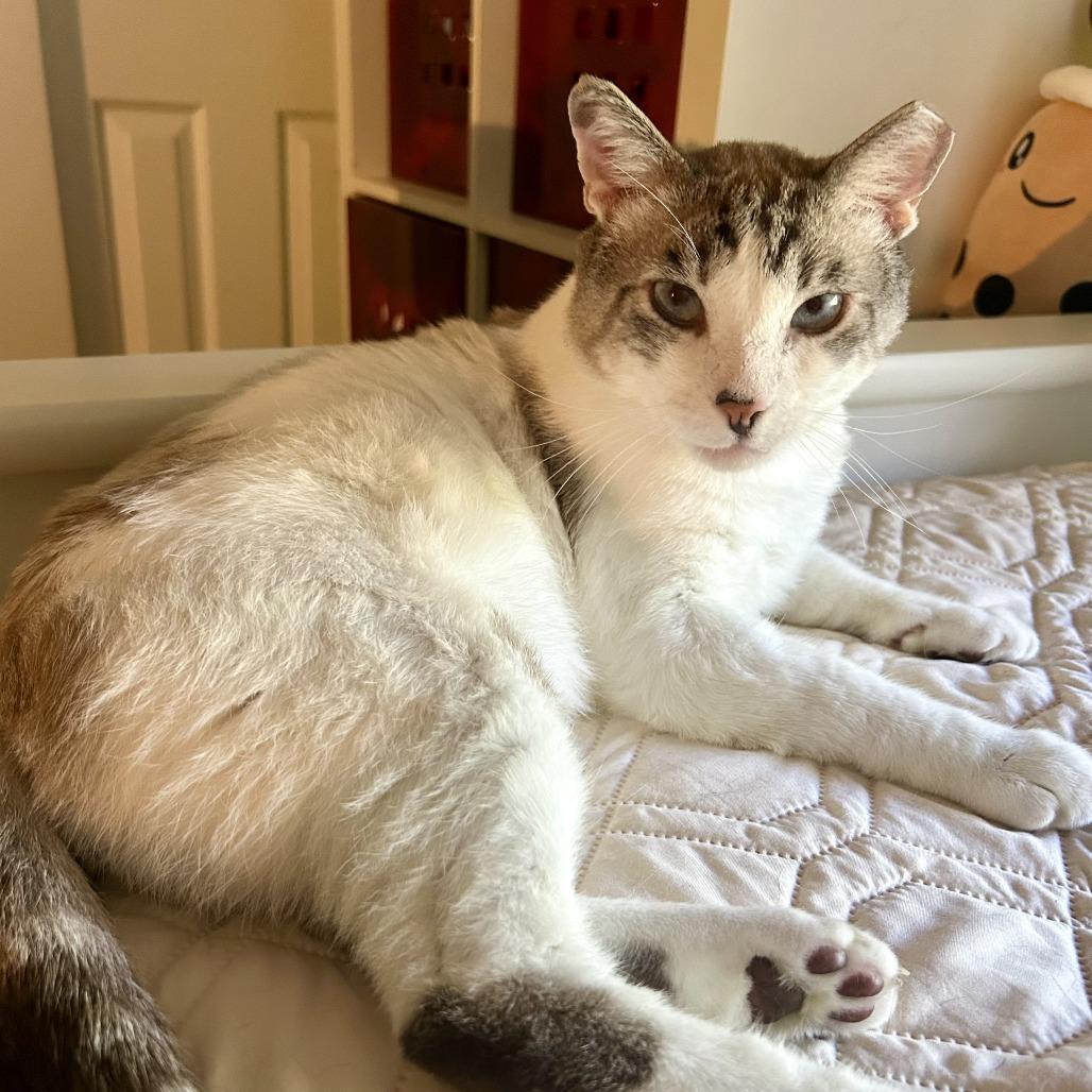 Arlo, a Adoptable Siamese in Fort Lauderdale, FL image 2/6