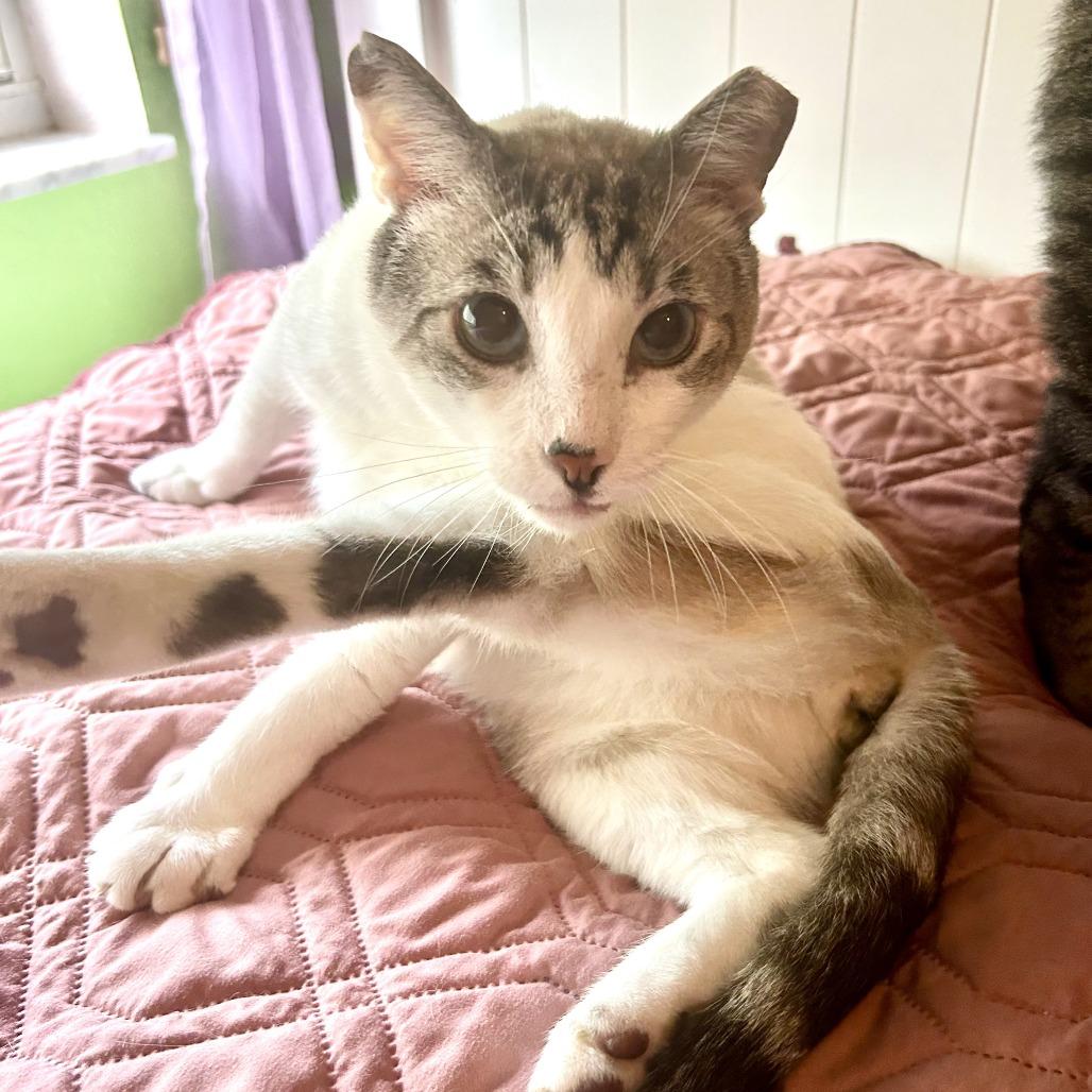 Arlo, a Adoptable Siamese in Fort Lauderdale, FL image 3/6