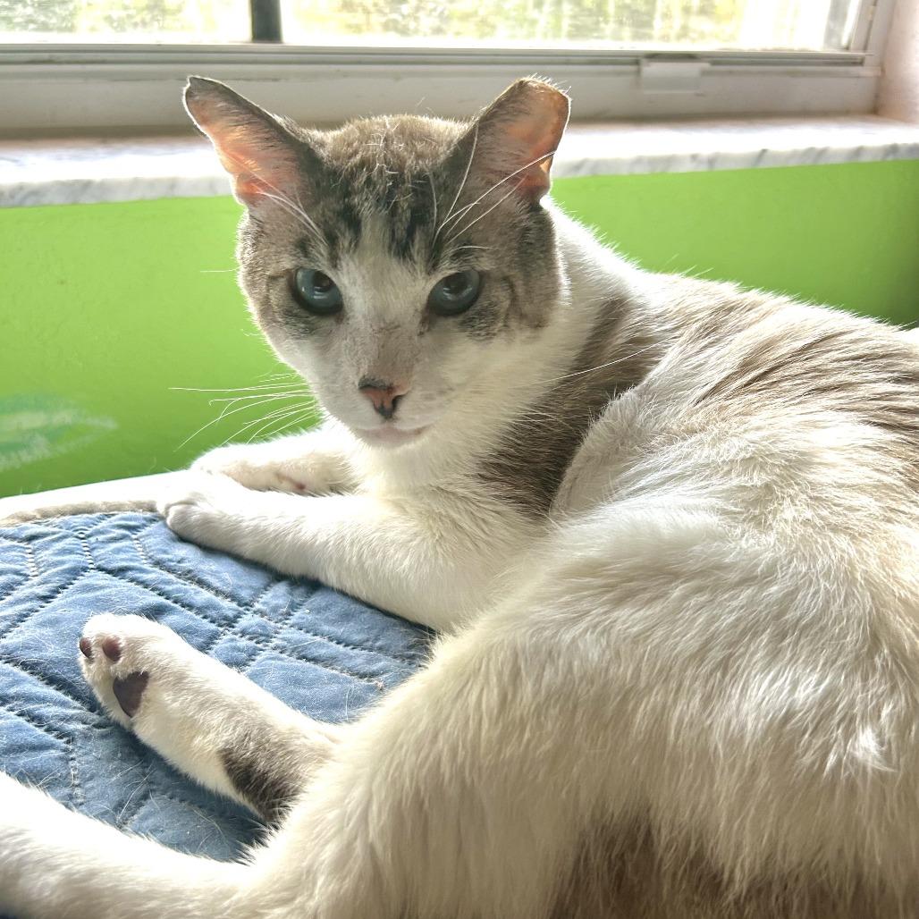 Arlo, a Adoptable Siamese in Fort Lauderdale, FL image 4/6
