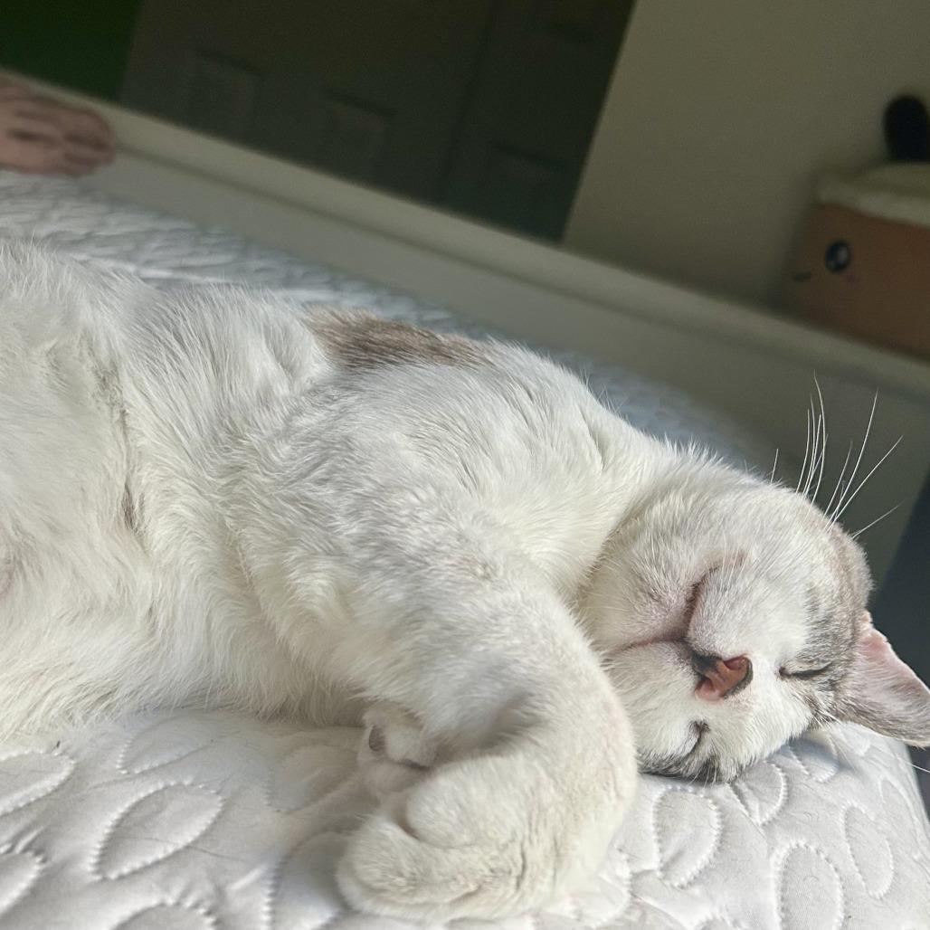 Arlo, a Adoptable Siamese in Fort Lauderdale, FL image 5/6